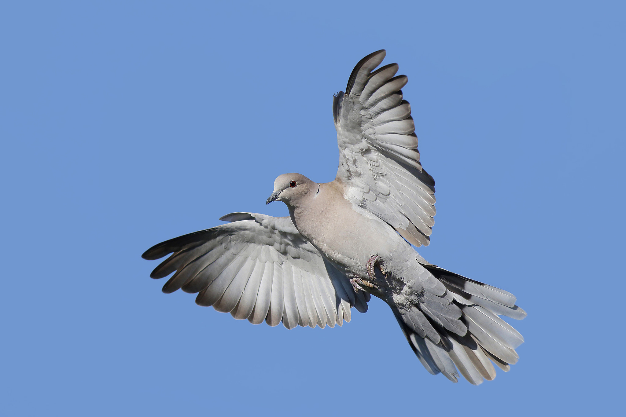 Canon EF 500mm f/4.5L sample photo. Collared dove photography