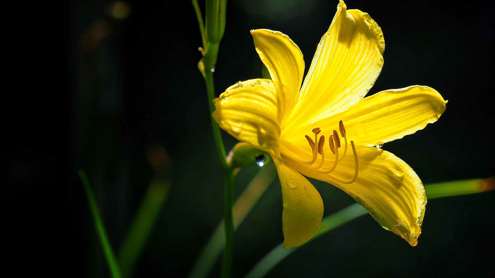 Olympus PEN E-PL7 sample photo. Hemerocallis photography
