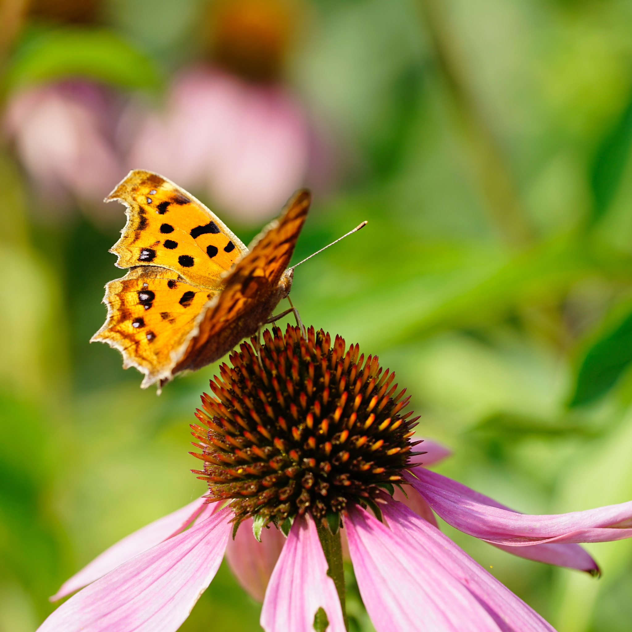 Sony a7 II + Sony FE 90mm F2.8 Macro G OSS sample photo. 蝶戀花 photography