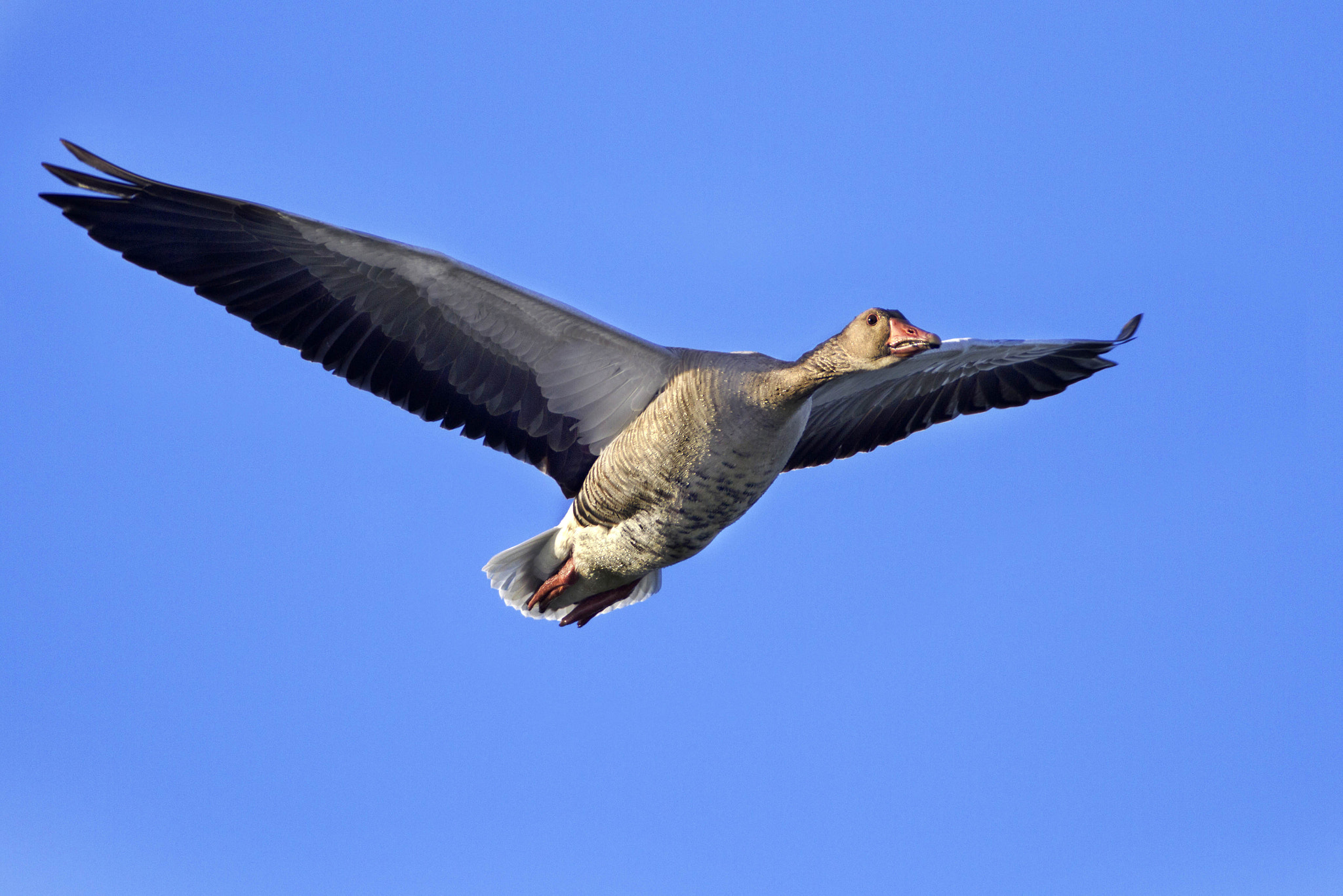 Canon EF 300mm f/2.8L + 2x sample photo. Wild goose photography