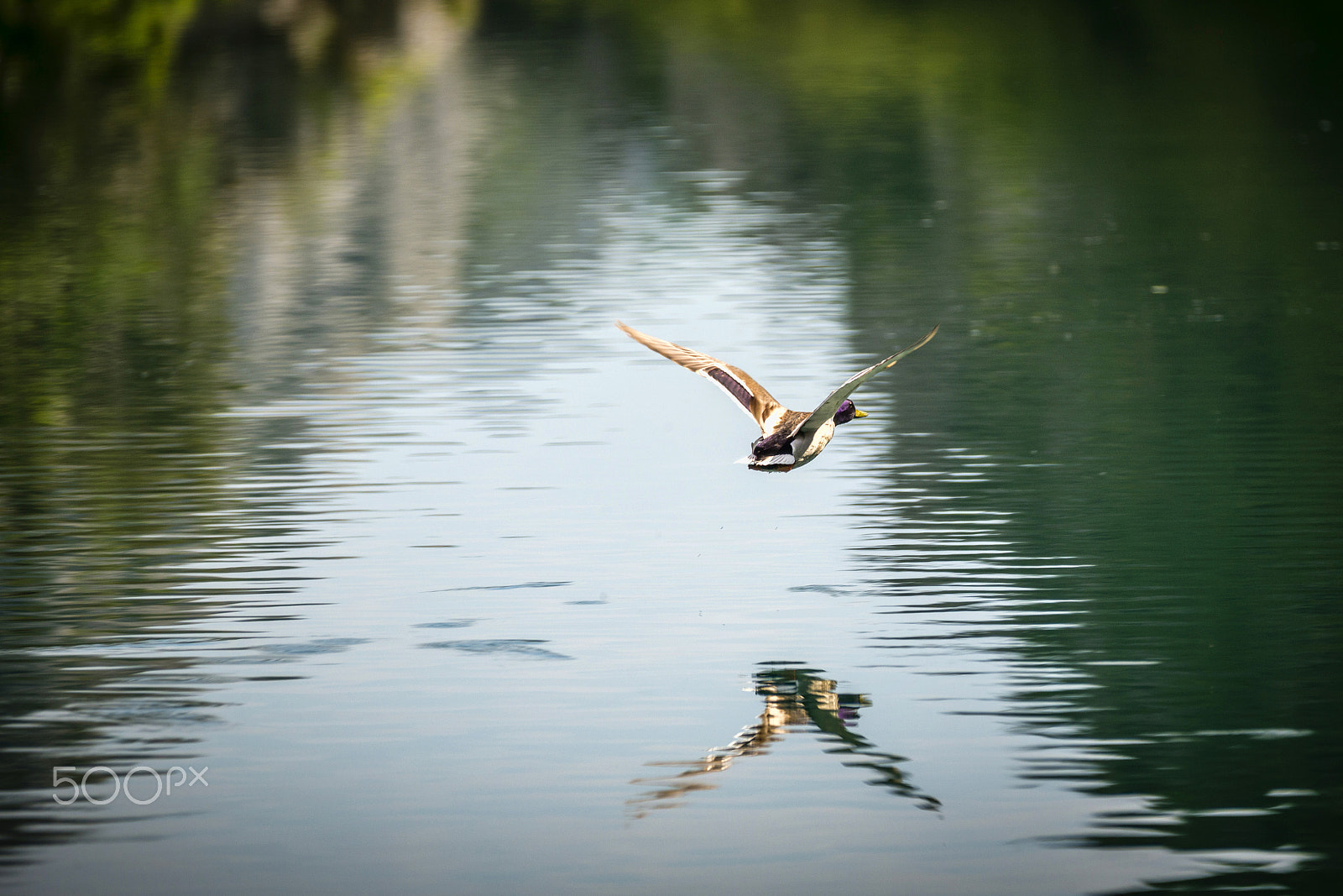 Canon EF 70-200mm F2.8L IS II USM sample photo. Hegdehopper photography