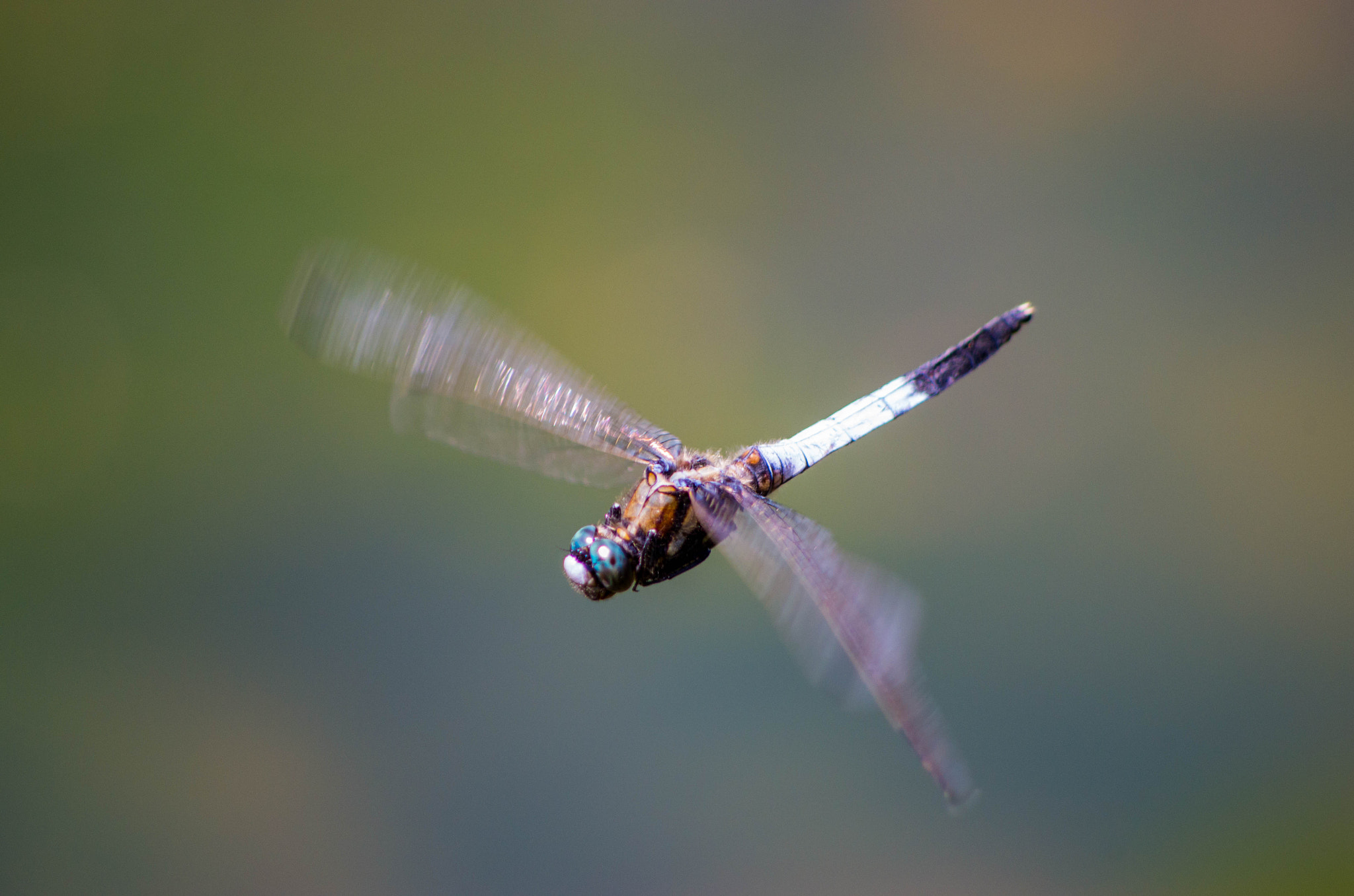 smc PENTAX-DA L 55-300mm F4-5.8 ED sample photo. Dragonfly photography