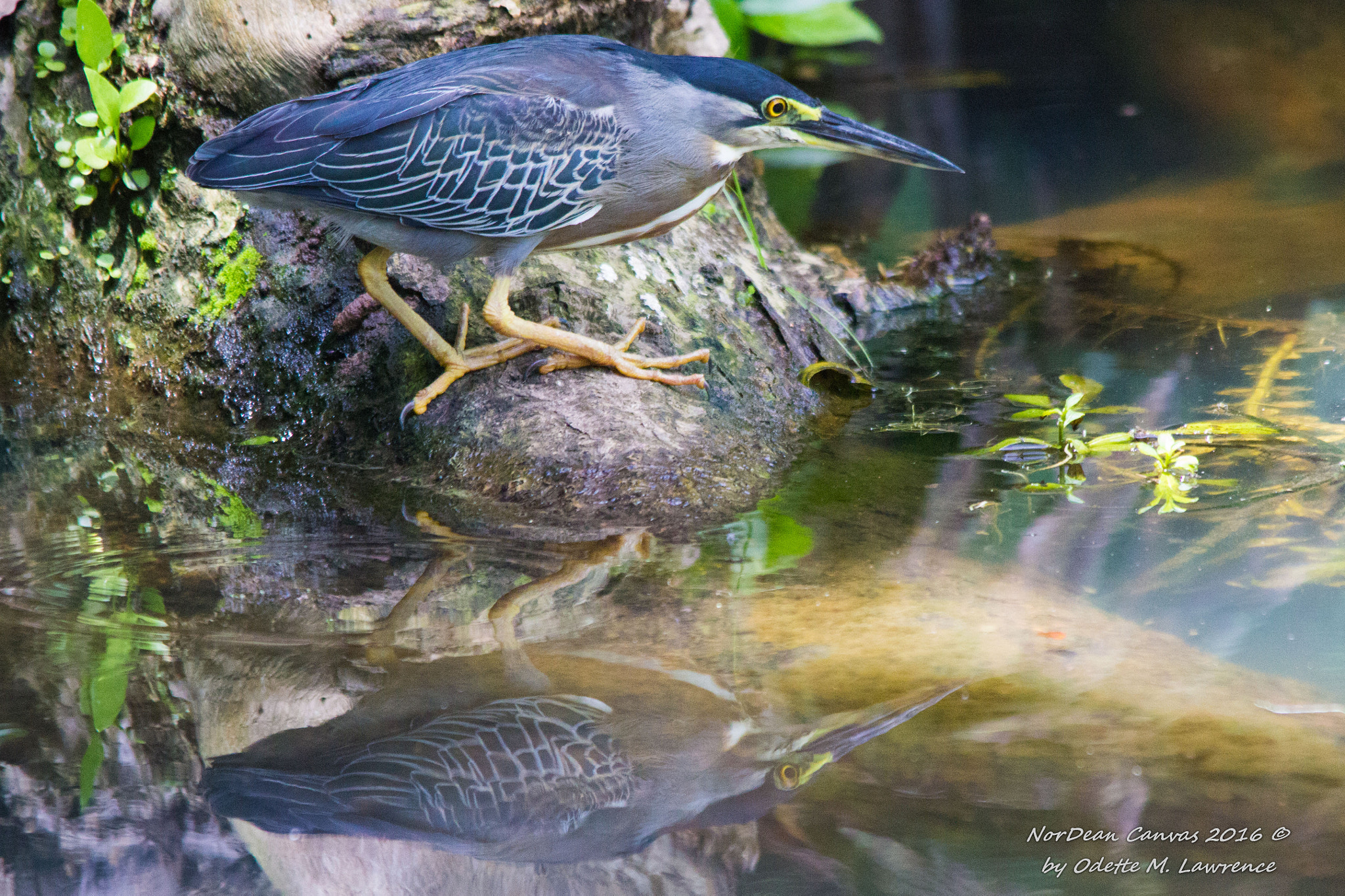 Sigma 150-500mm F5-6.3 DG OS HSM sample photo. Reflection. photography