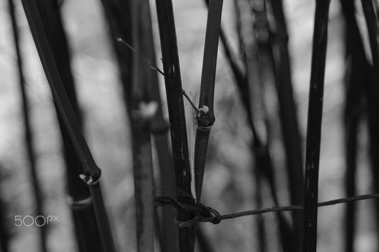 Canon EF 28-105mm f/3.5-4.5 USM sample photo. Bambou - 2014 photography
