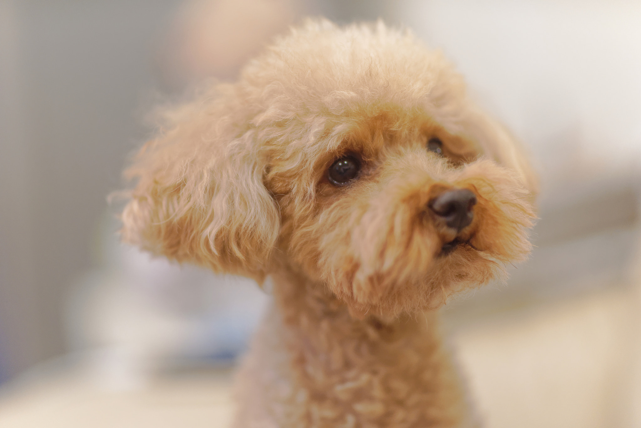 Sony Planar T* 85mm F1.4 ZA sample photo. Dog photography
