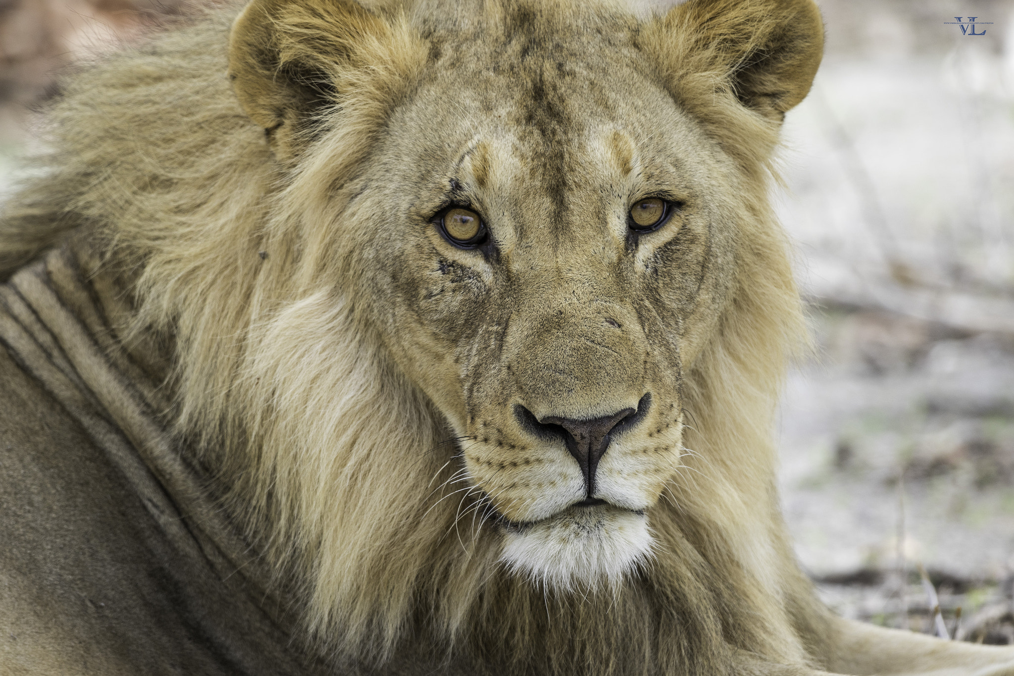 Canon EF 600mm f/4L IS sample photo. Stare photography