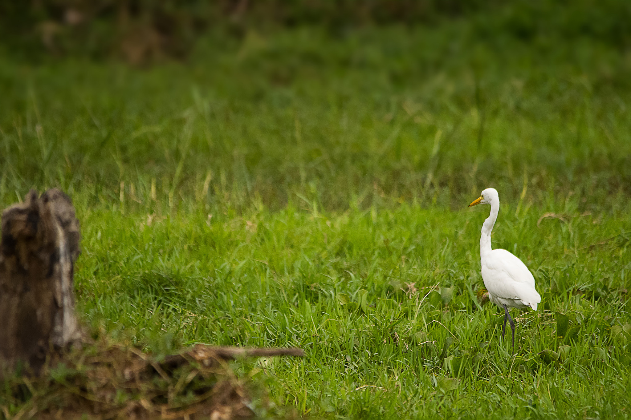 Sigma 150-500mm F5-6.3 DG OS HSM sample photo. Lonely bird photography