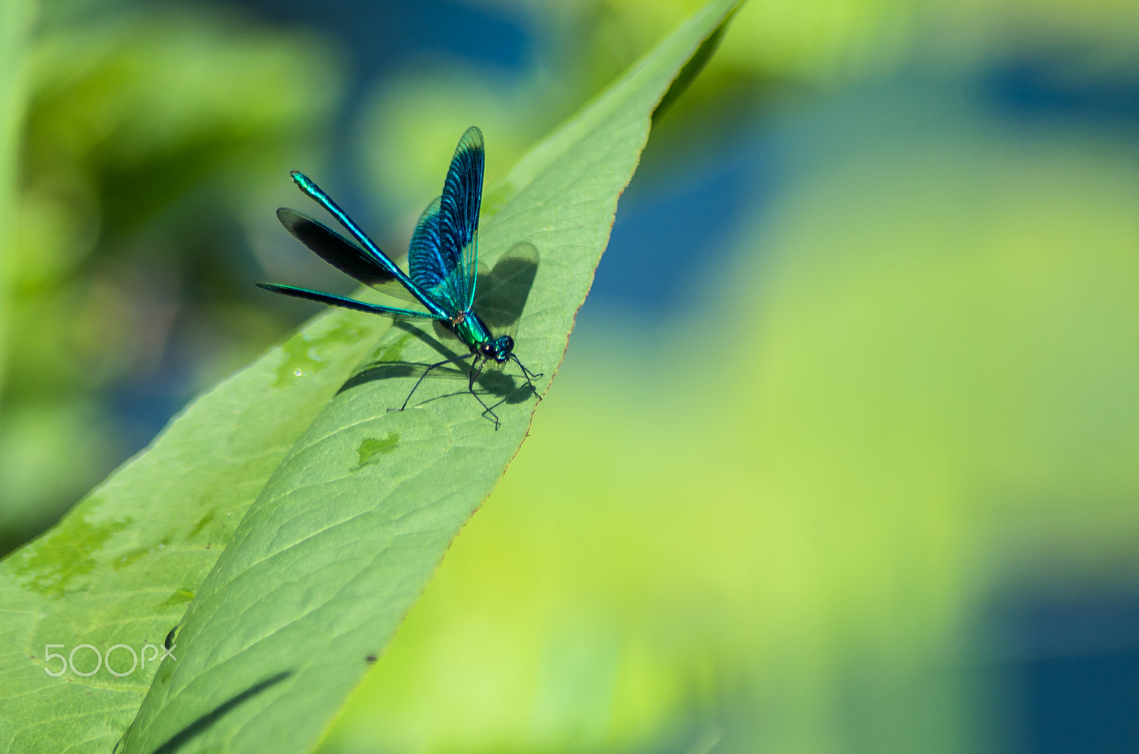 Pentax K-50 + Tamron AF 70-300mm F4-5.6 Di LD Macro sample photo. Banded demoiselle photography