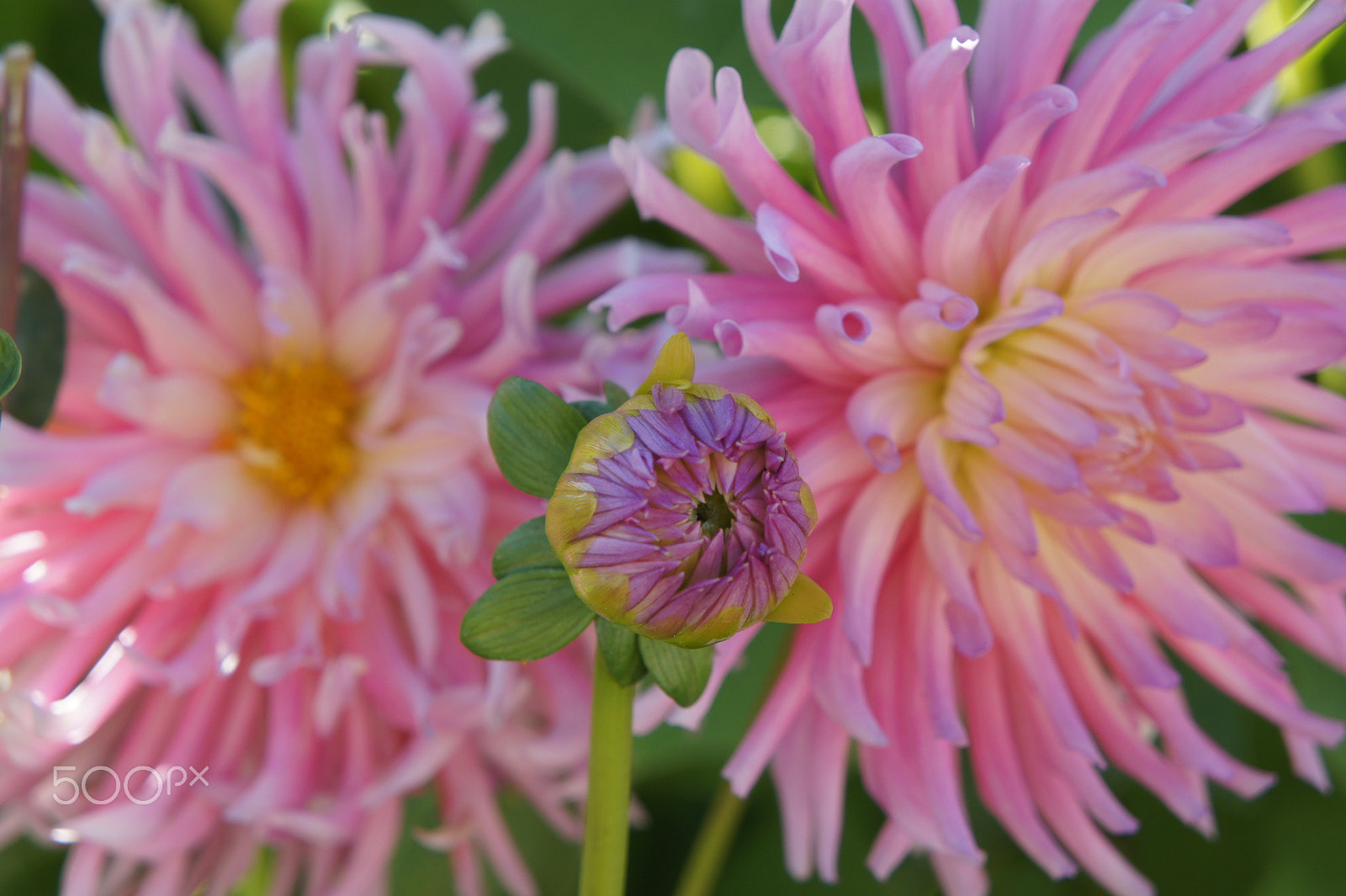 Sony Alpha NEX-3 sample photo. Pretty in pink photography