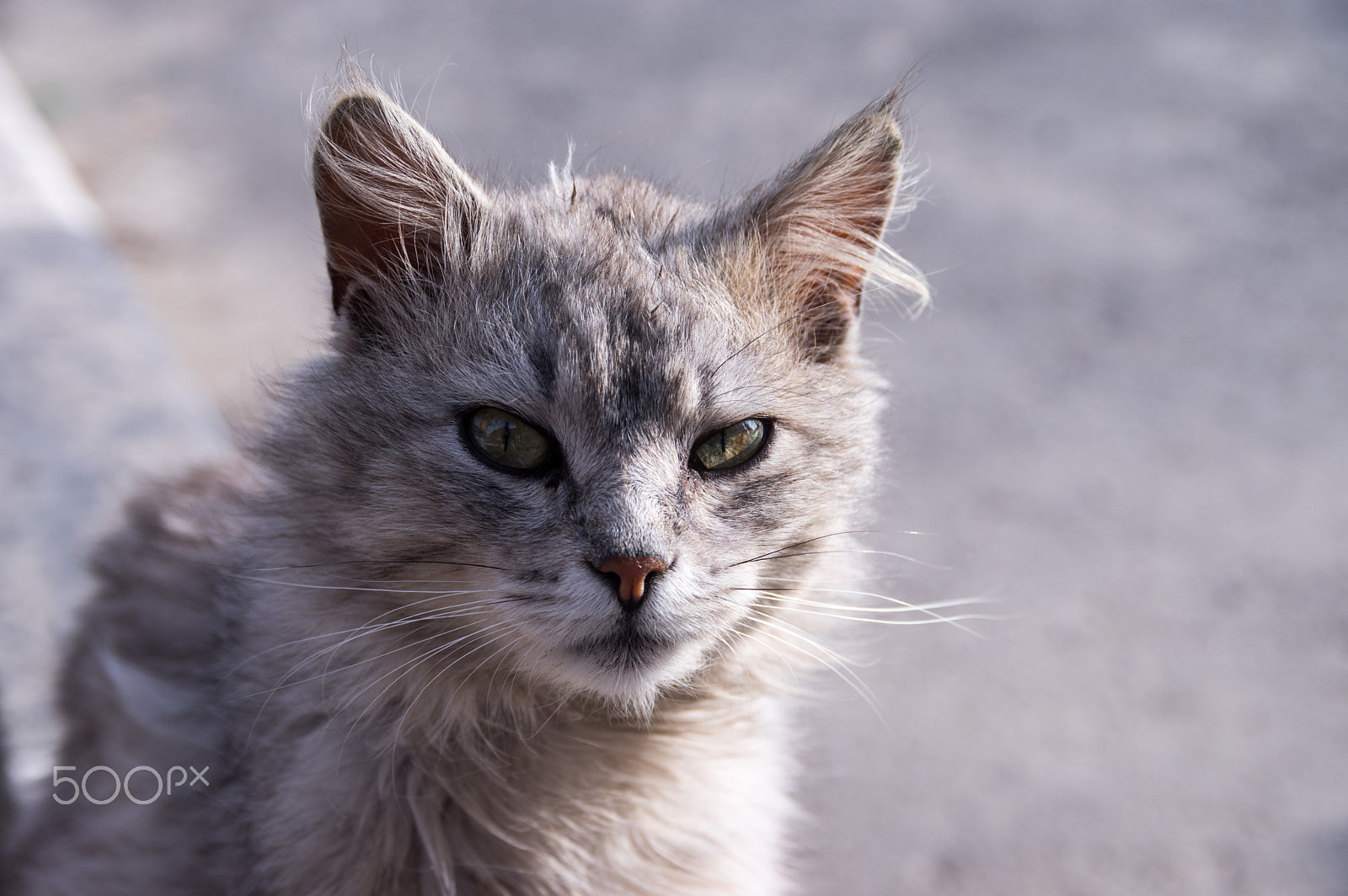 Pentax K-3 sample photo. Experienced cat photography