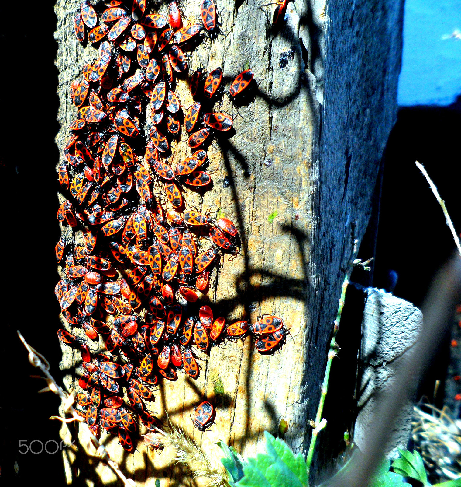 Samsung PL170,PL171 / VLUUPL170,PL171 sample photo. содатики photography
