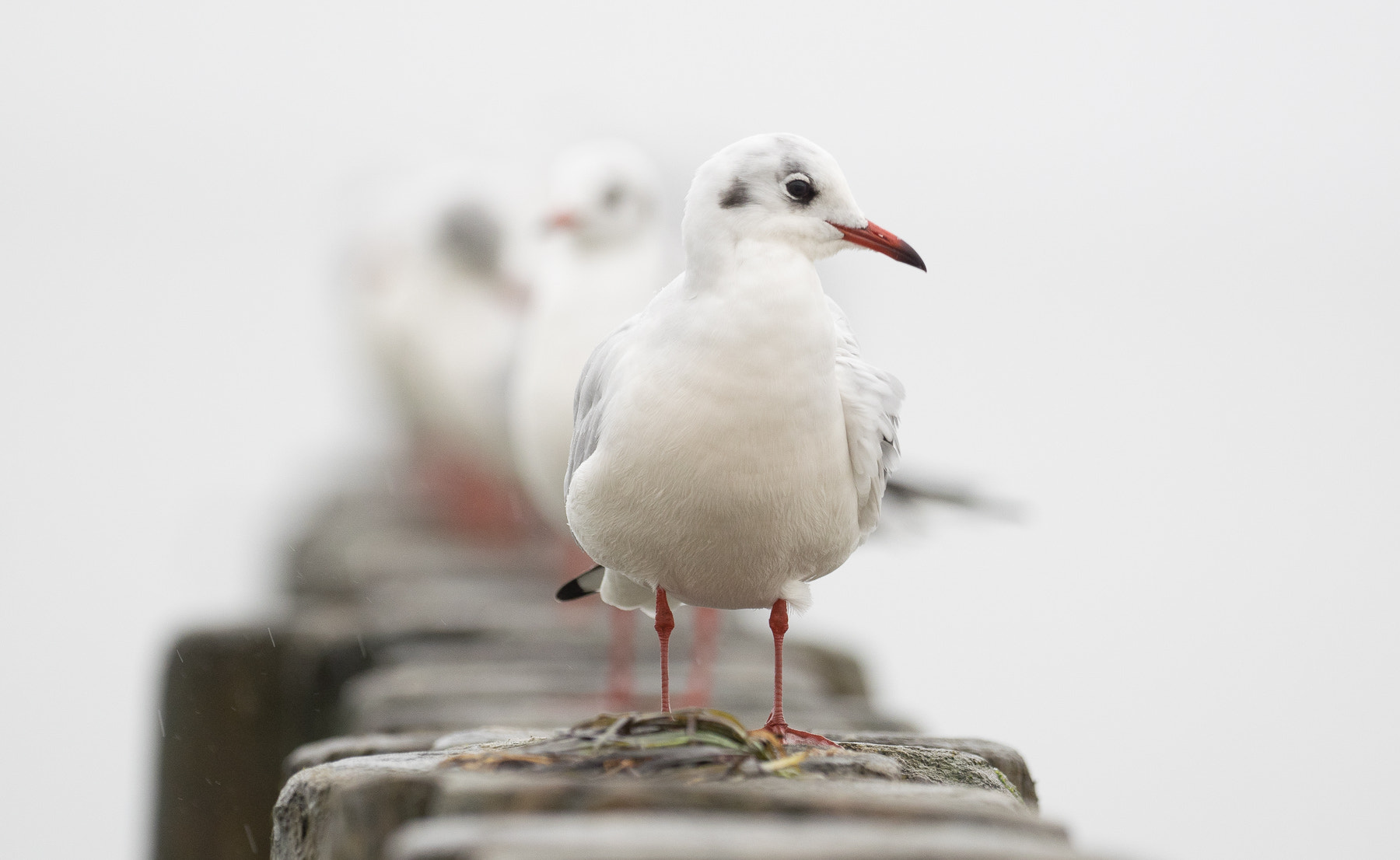Olympus OM-D E-M1 + OLYMPUS M.300mm F4.0 sample photo. Möwe photography