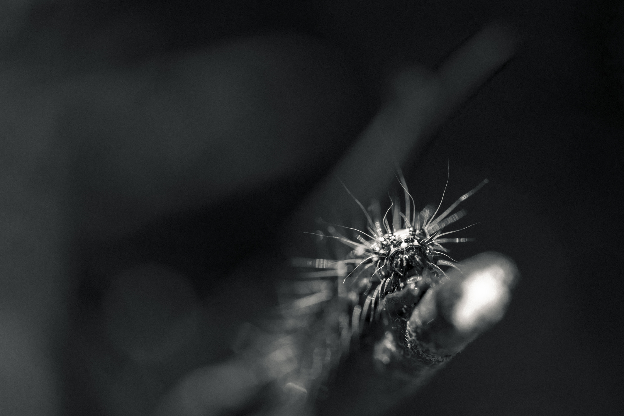 Sony a99 II + 105mm F2.8 sample photo. Hairs photography