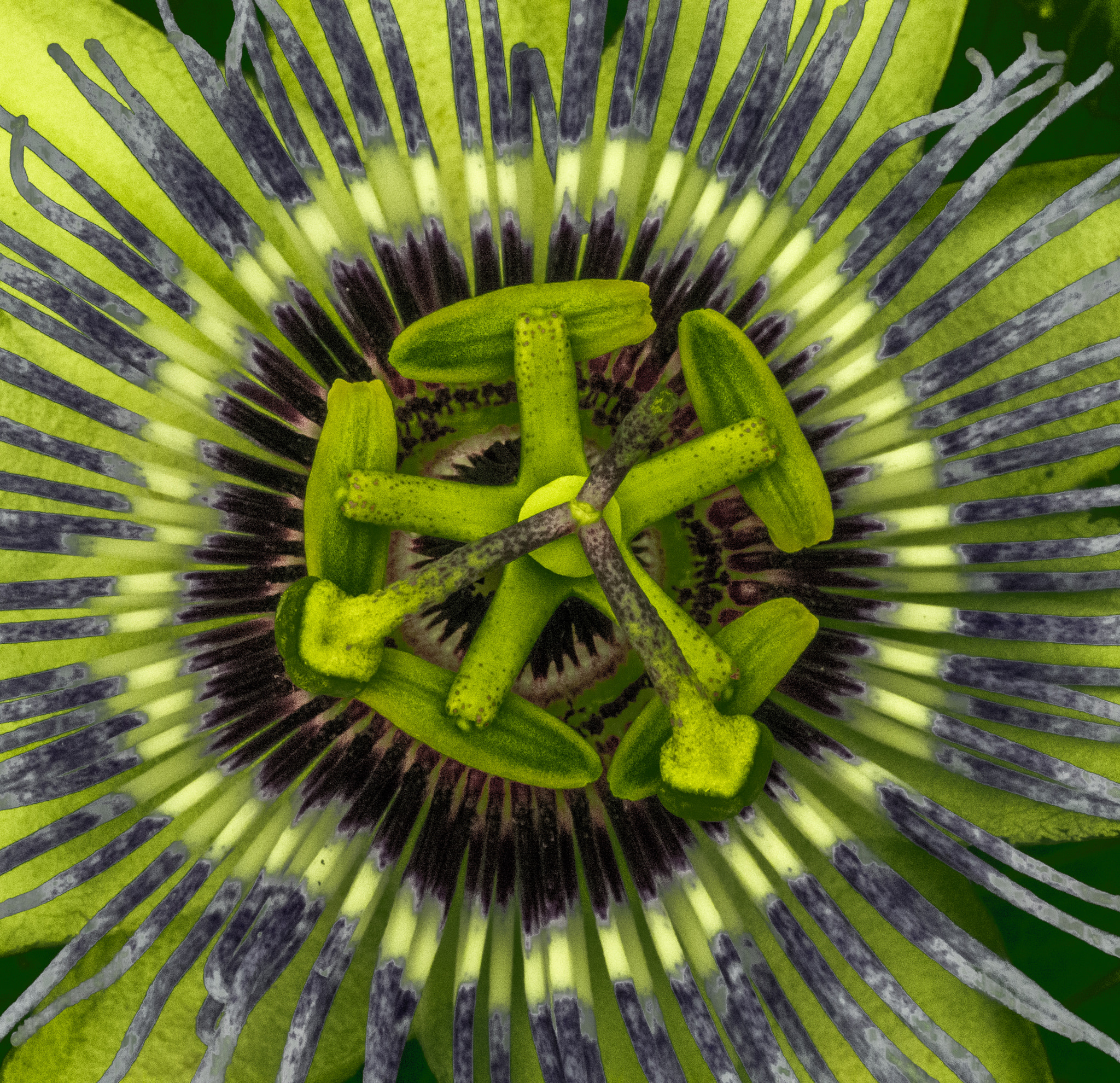 Panasonic Lumix DMC-GM1 sample photo. Passionflower photography