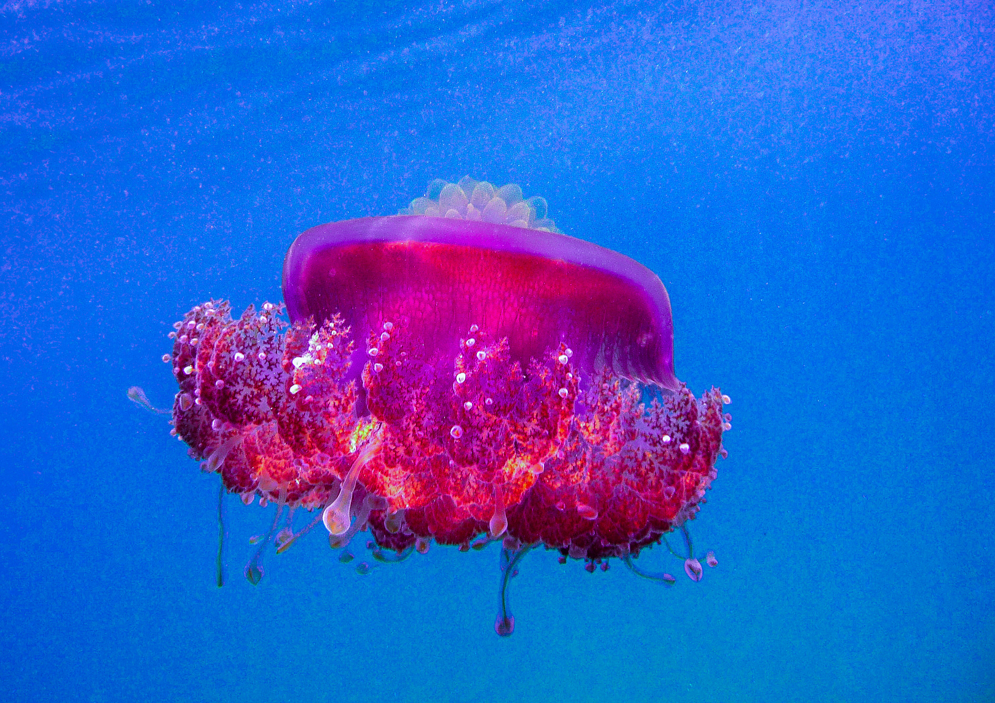 Panasonic DMC-TZ15 sample photo. Crown jellyfish photography