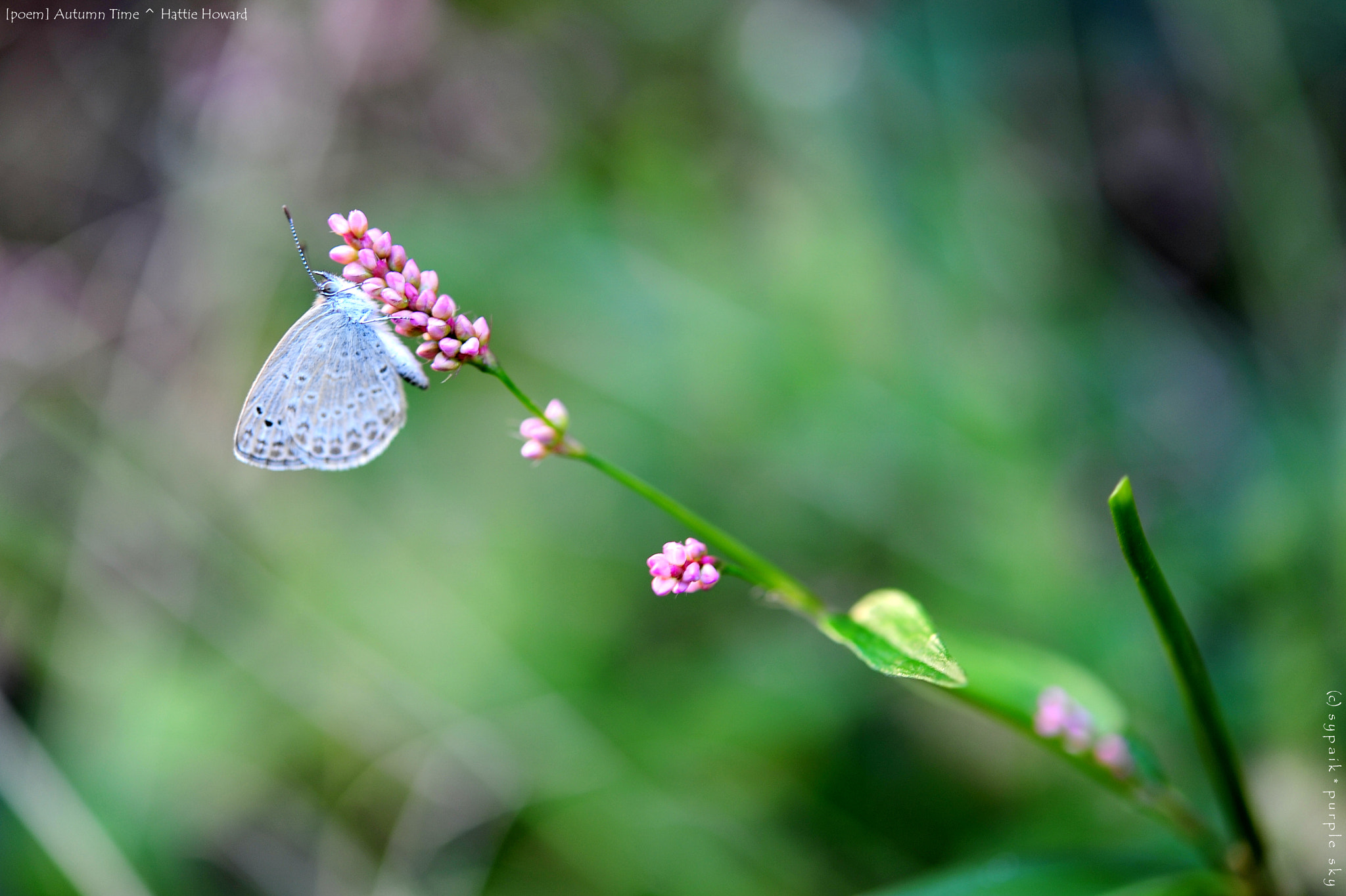 Nikon AF-S Micro-Nikkor 60mm F2.8G ED sample photo. Autumn time ii photography