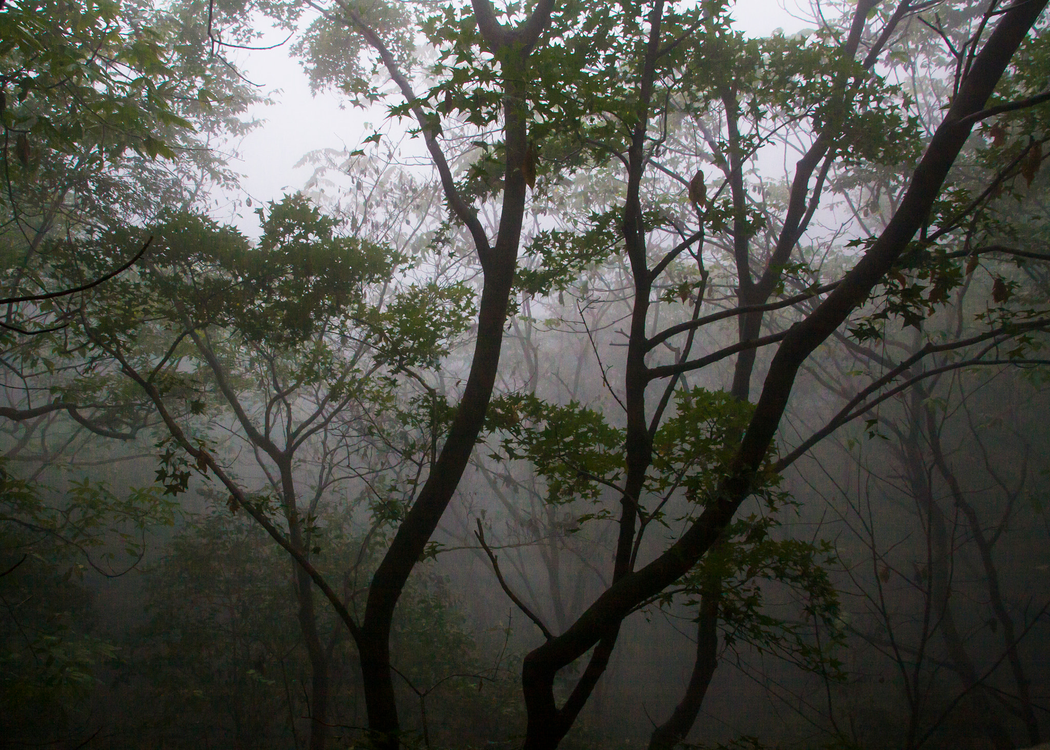 Sigma 18-200mm f/3.5-6.3 DC OS sample photo. Mist photography