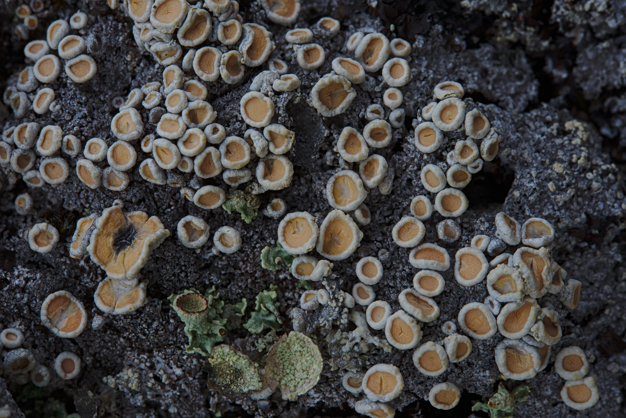 Nikon AF-S Micro-Nikkor 60mm F2.8G ED sample photo. Ochrolechia tartarea photography