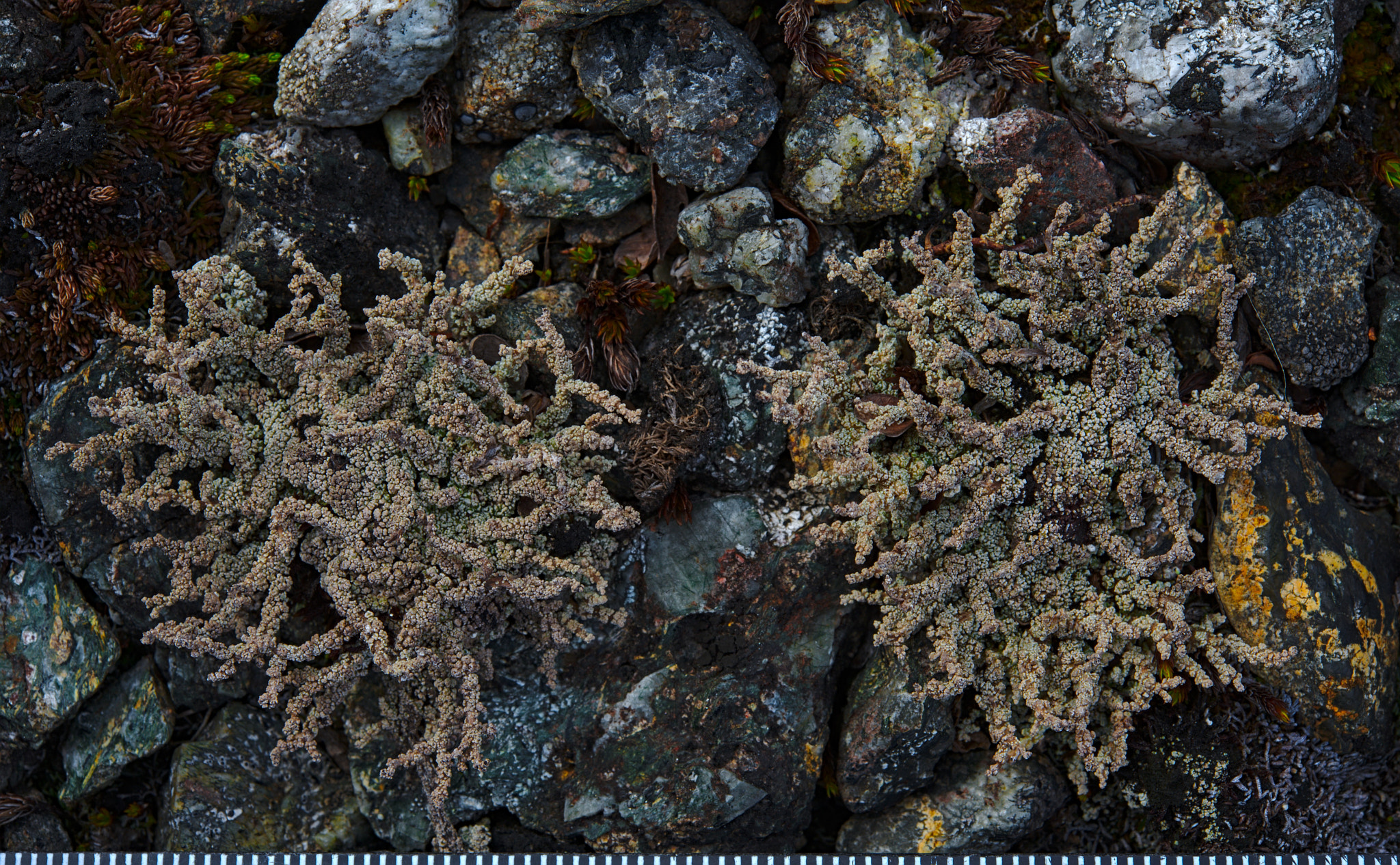 Nikon AF-S Micro-Nikkor 60mm F2.8G ED sample photo. Stereocaulon arcticum photography