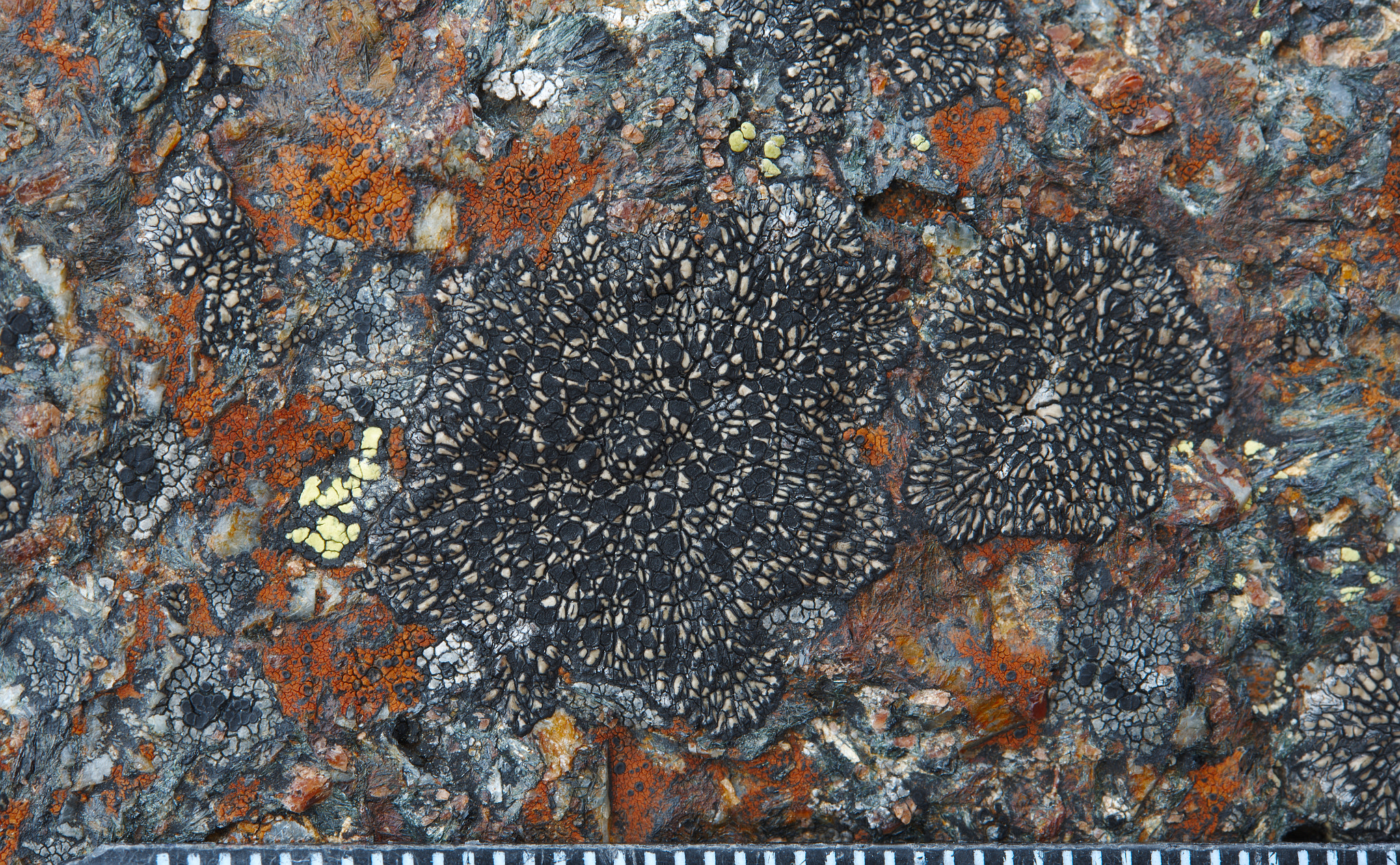 Nikon AF-S Micro-Nikkor 60mm F2.8G ED sample photo. Sporastatia testudinea photography