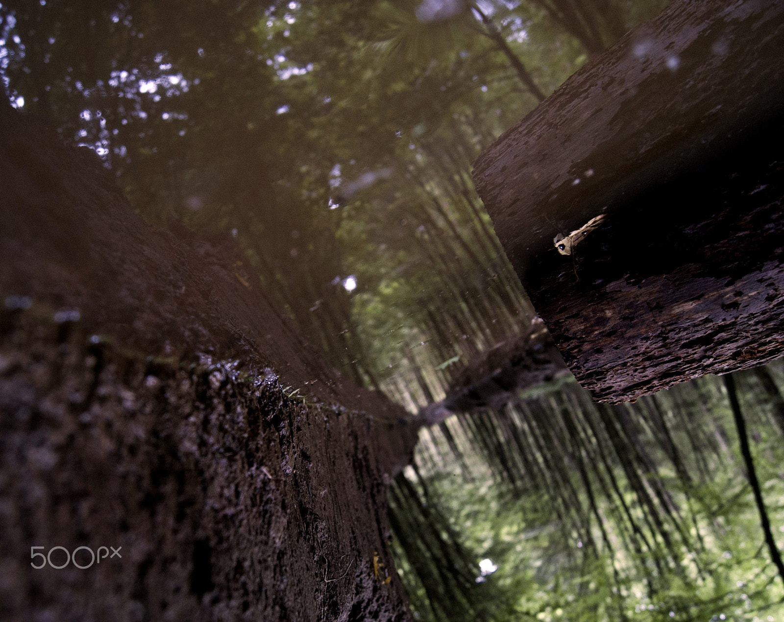 Sony Alpha DSLR-A230 + Sony DT 18-55mm F3.5-5.6 SAM sample photo. Deep green photography