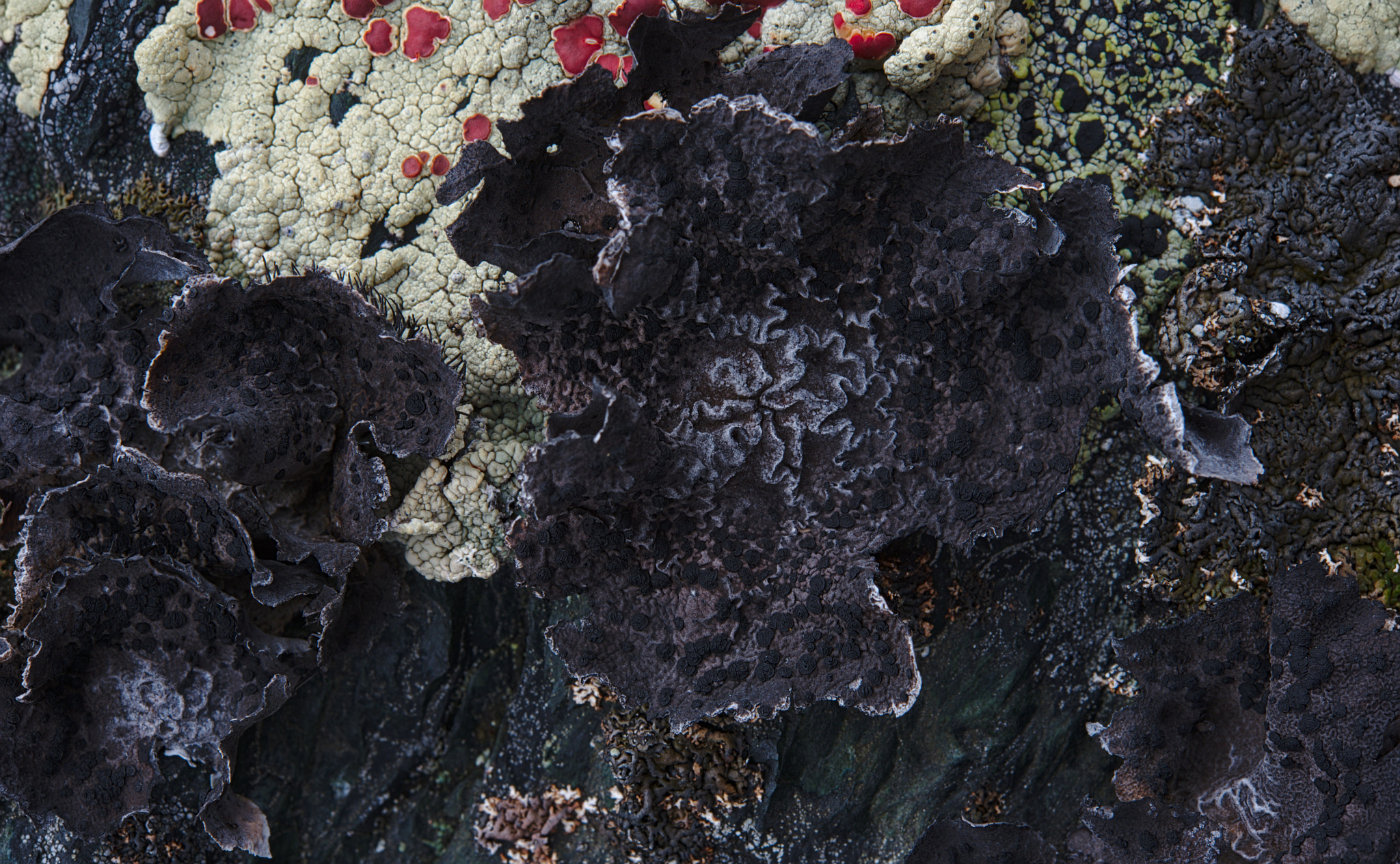 Nikon AF-S Micro-Nikkor 60mm F2.8G ED sample photo. Umbilicaria proboscidea photography