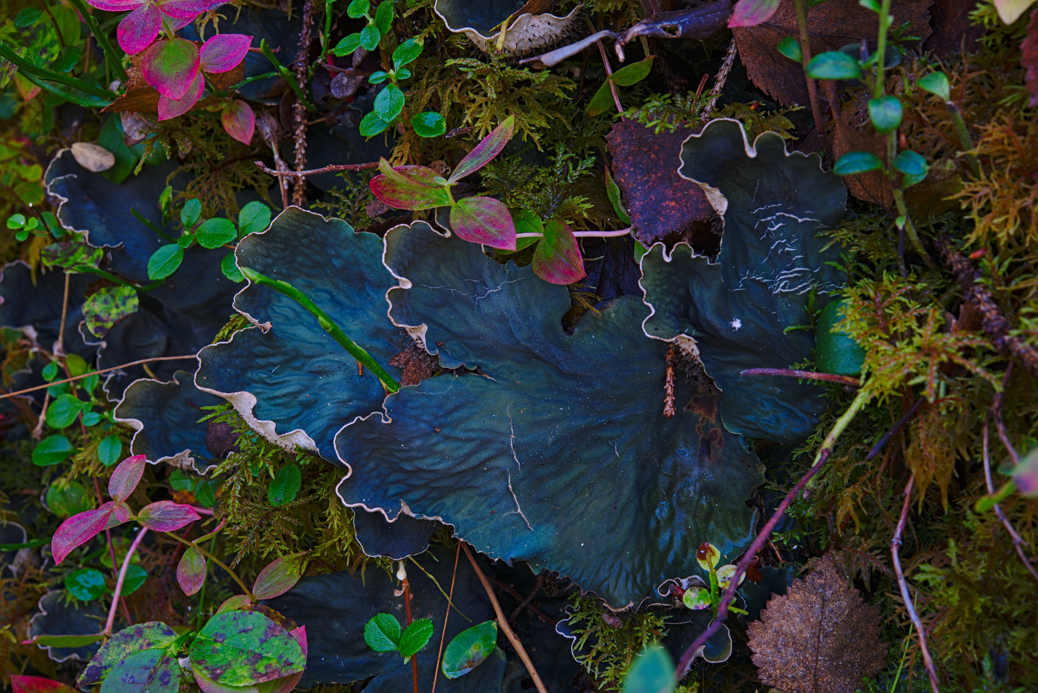 Nikon AF-S Micro-Nikkor 60mm F2.8G ED sample photo. Peltigera scabrosa photography