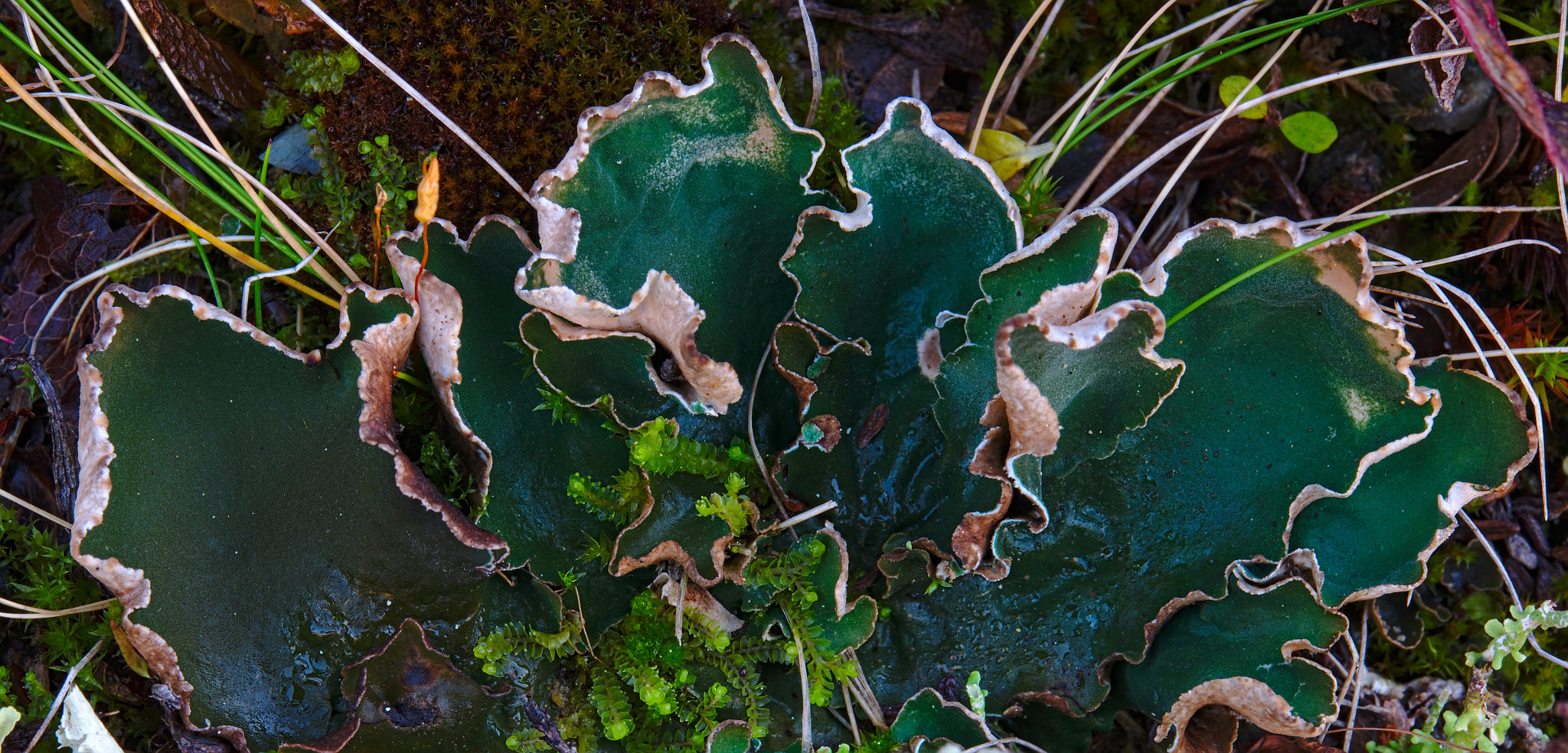Nikon AF-S Micro-Nikkor 60mm F2.8G ED sample photo. Peltigera malacea photography
