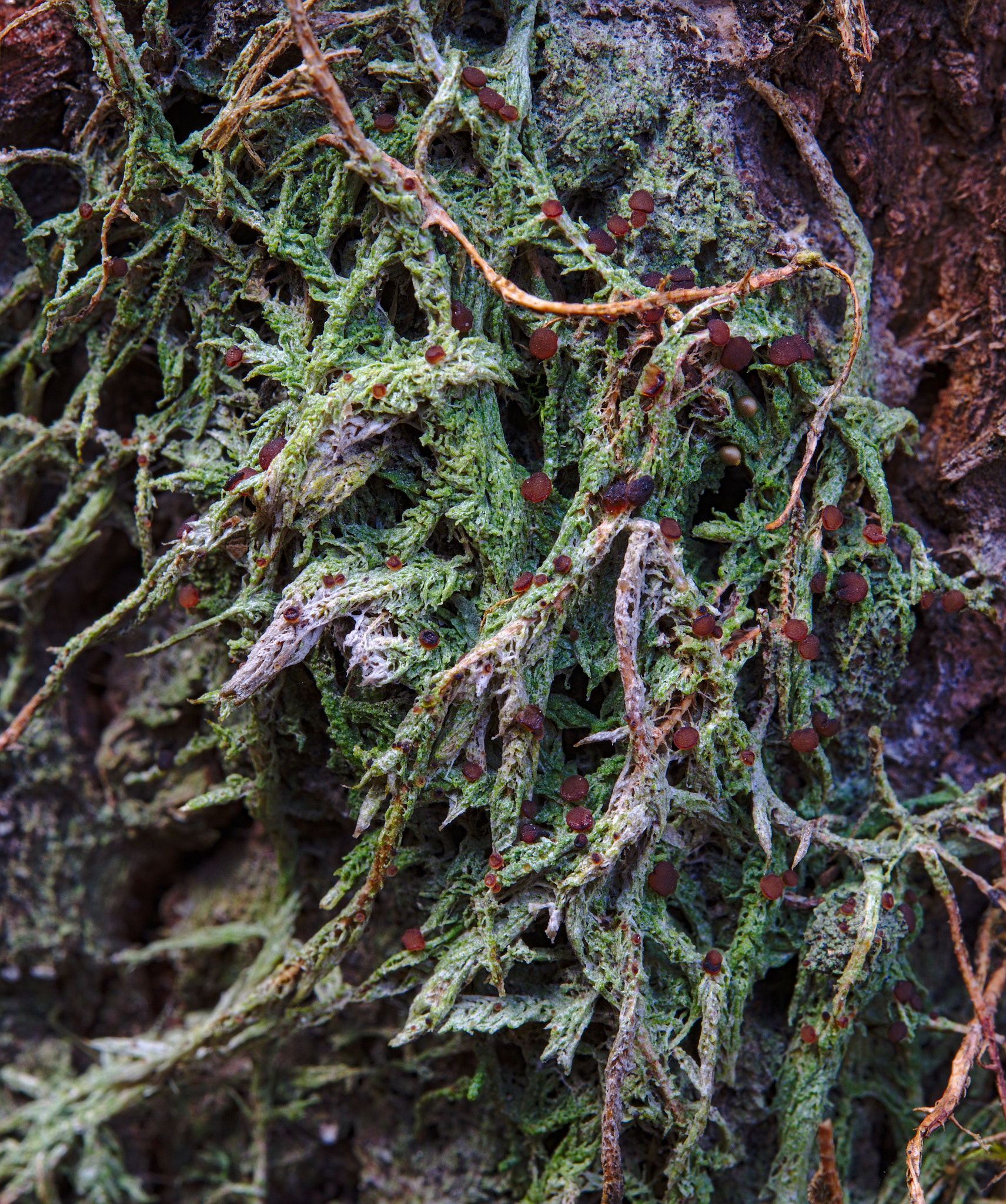 Nikon AF-S Micro-Nikkor 60mm F2.8G ED sample photo. Mycobilimbia tetramera photography