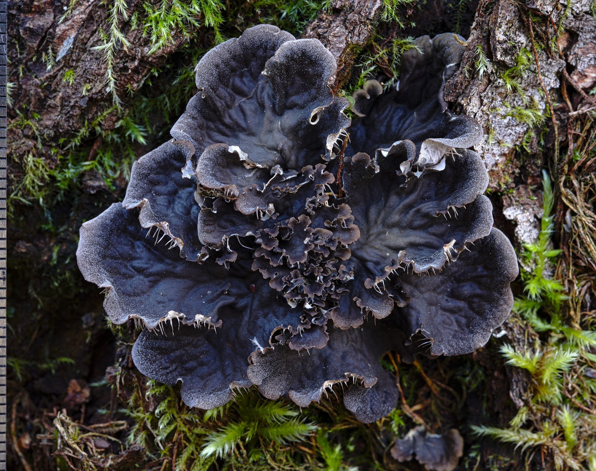 Nikon AF-S Micro-Nikkor 60mm F2.8G ED sample photo. Peltigera ponojensis photography