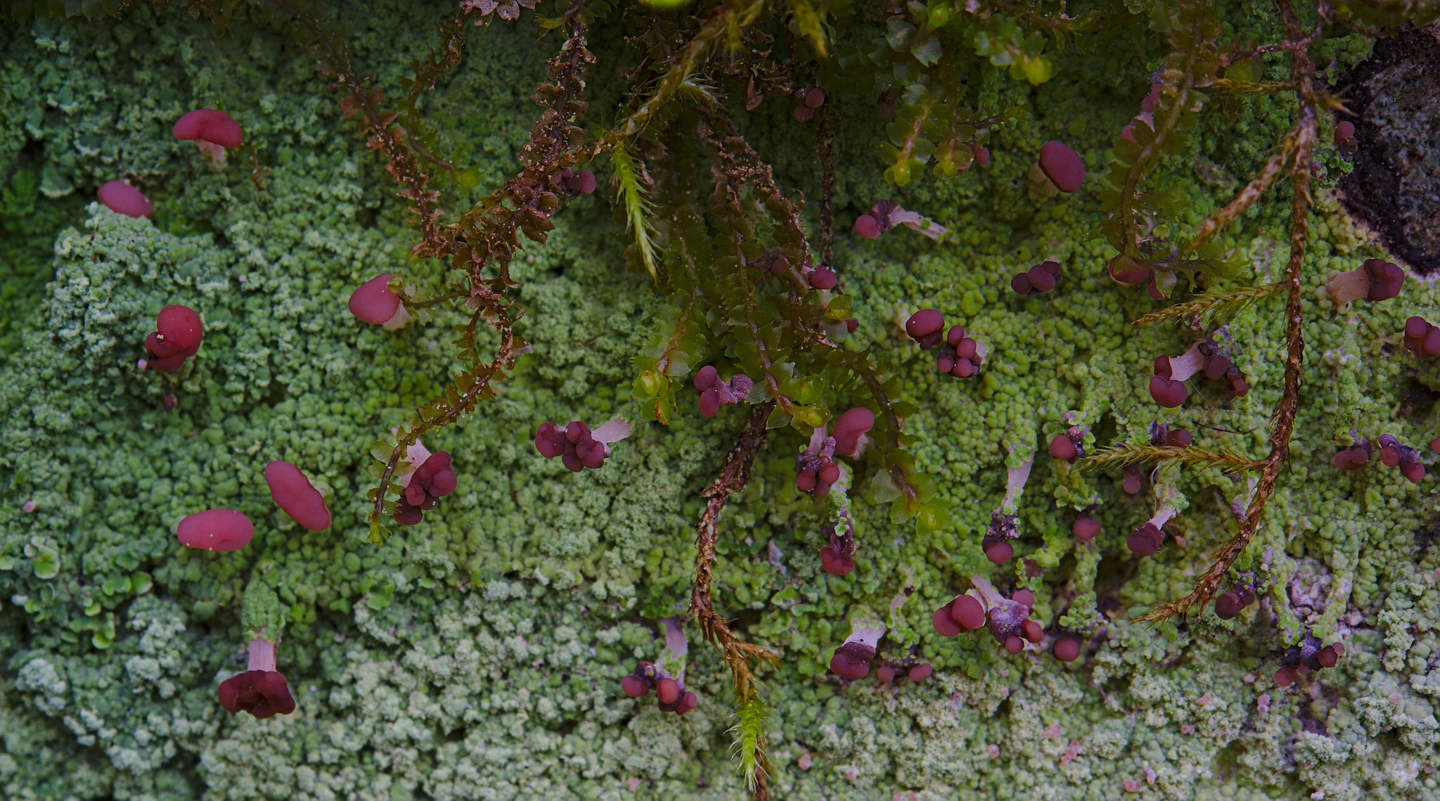 Nikon AF-S Micro-Nikkor 60mm F2.8G ED sample photo. Baeomyces rufus photography