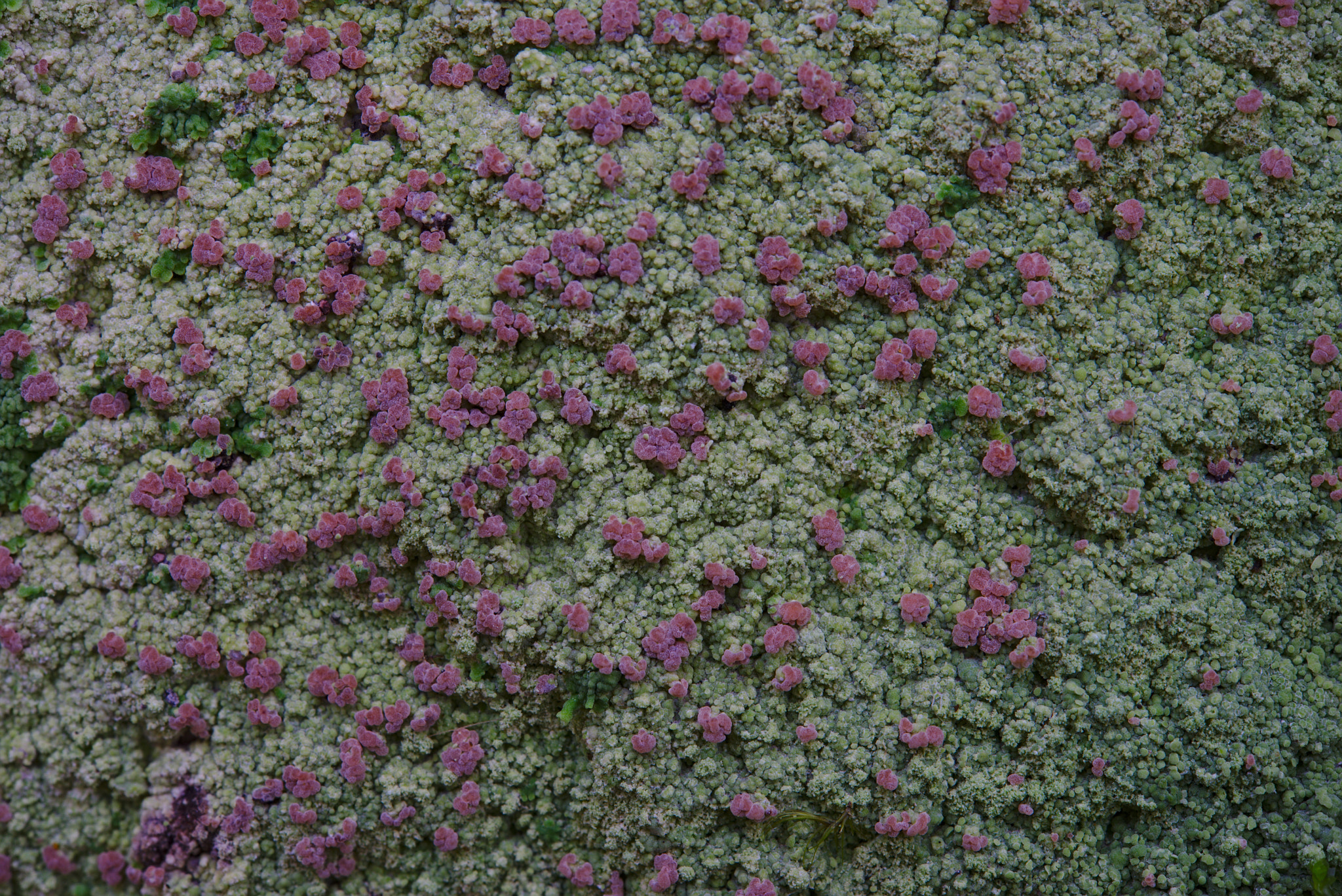 Nikon AF-S Micro-Nikkor 60mm F2.8G ED sample photo. Baeomyces carneus photography