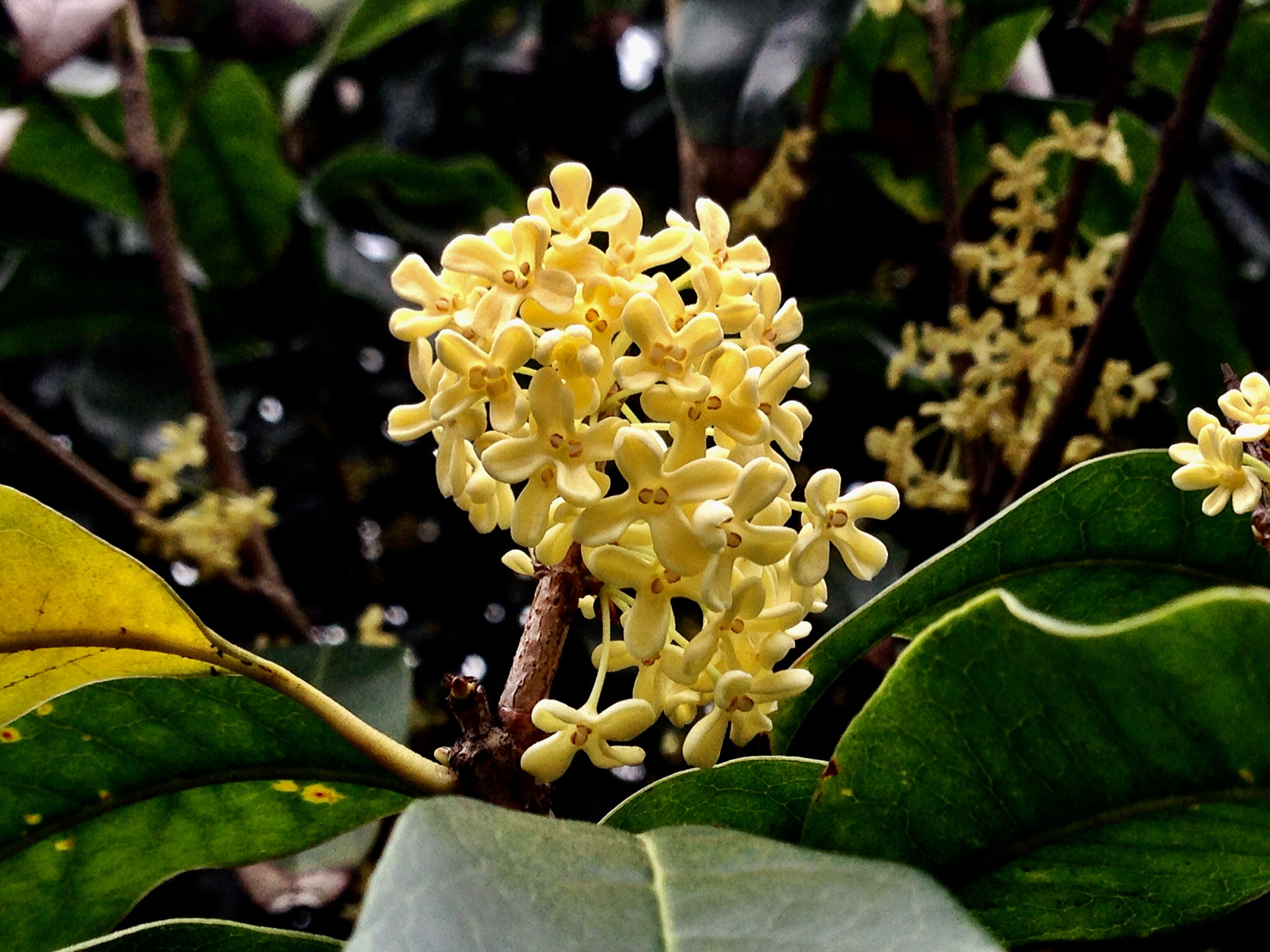 Apple iPhone5,2 sample photo. Sweet-scented osmanthus 桂花 photography