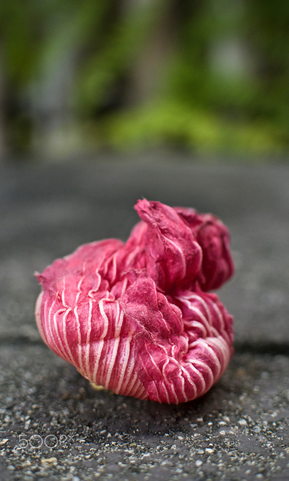 Nikon 1 Nikkor 18.5mm F1.8 sample photo. Fallen rose of sharon photography