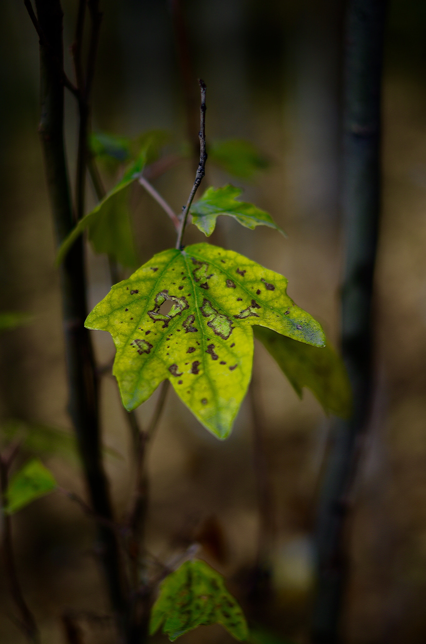 Pentax K-50 sample photo. 腐蚀 photography