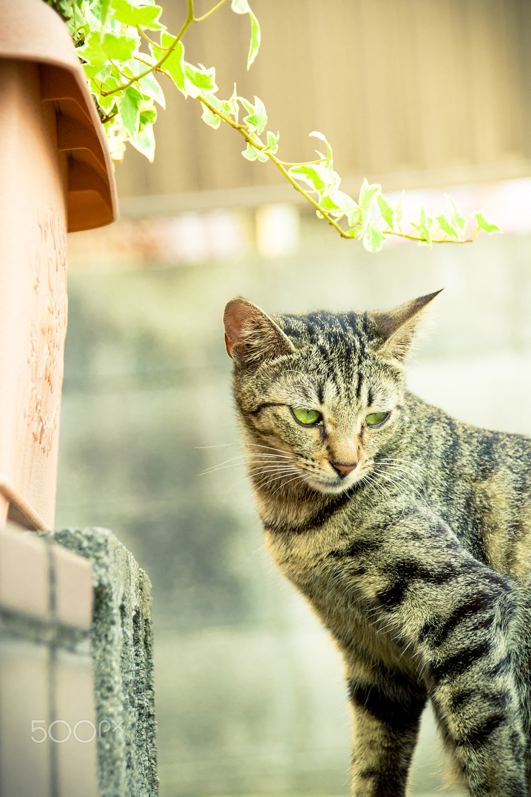 Sigma 18-250mm F3.5-6.3 DC OS HSM sample photo. In the sunlight. photography