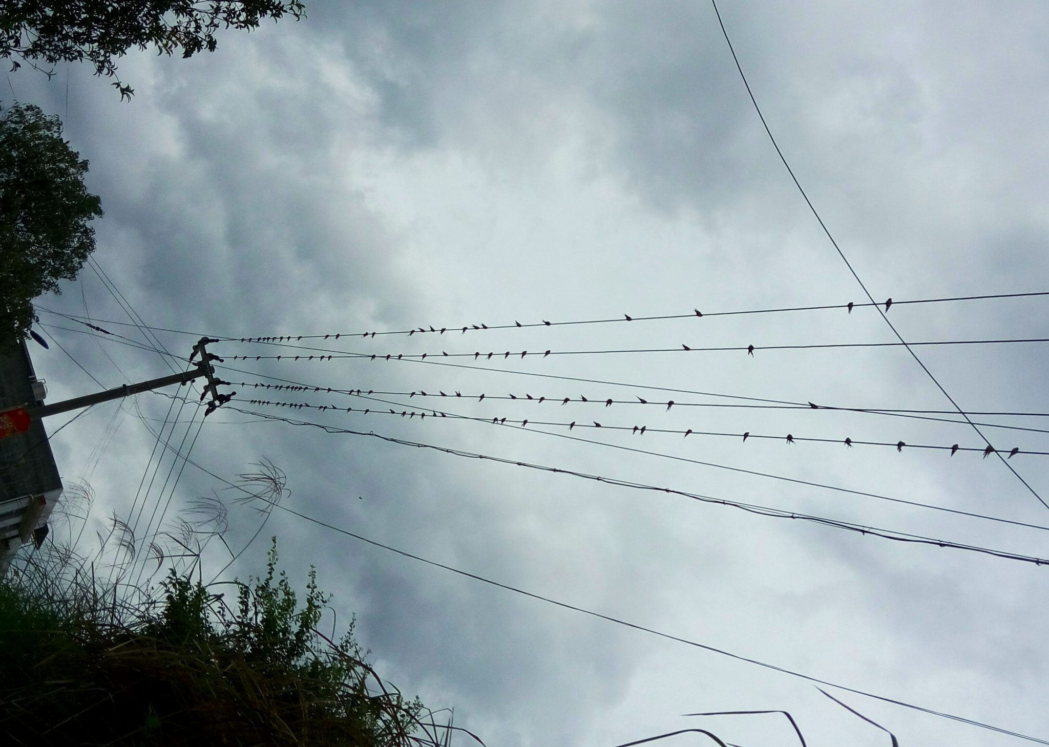 Meizu m1 note sample photo. Birds "stave" photography