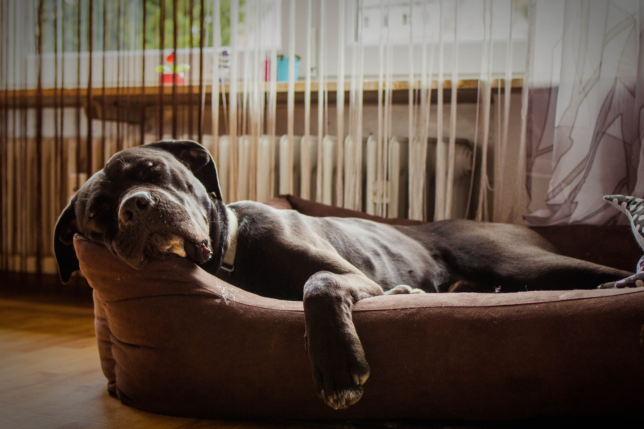 Canon EOS 700D (EOS Rebel T5i / EOS Kiss X7i) + Tamron SP 35mm F1.8 Di VC USD sample photo. Cane corso photography