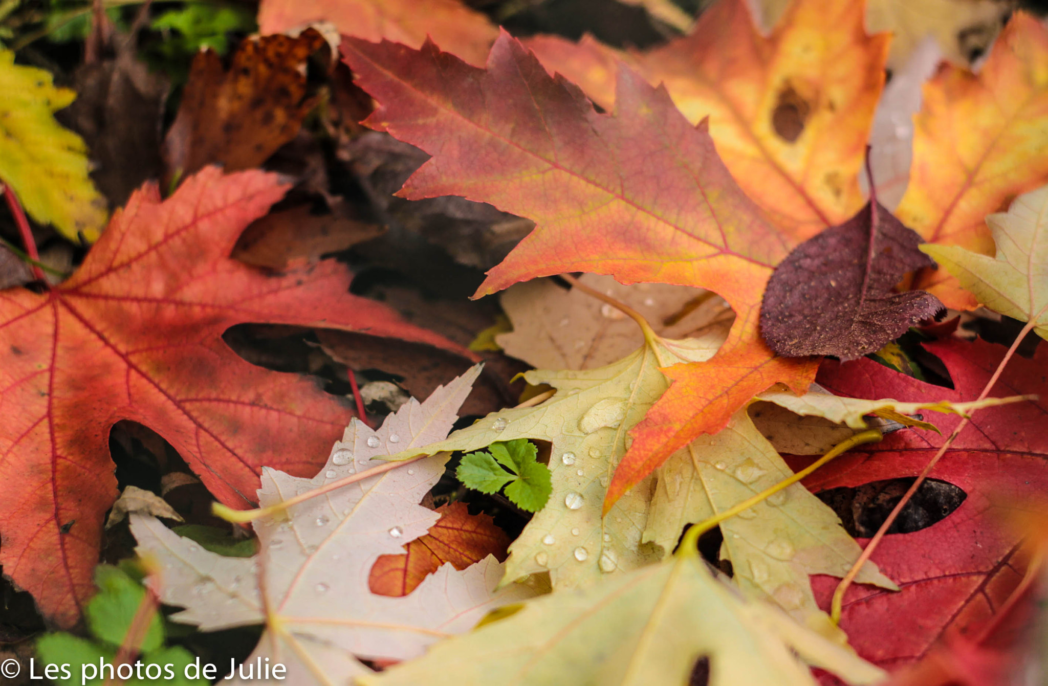 Canon EOS 7D + Canon EF 50mm f/1.8 sample photo. L'automne est là photography
