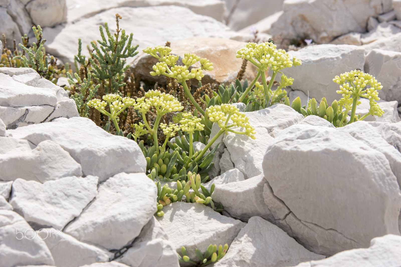 Sony ILCA-77M2 + 70-200mm F2.8 sample photo. Stone and flowers photography