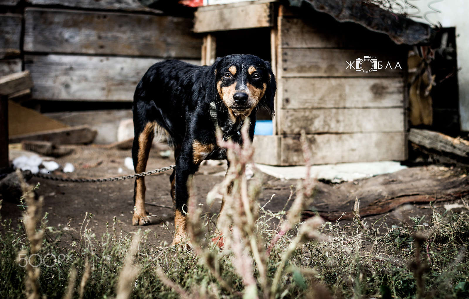 Canon EOS 60D + Canon EF 50mm f/1.8 sample photo. Sad dog's life photography