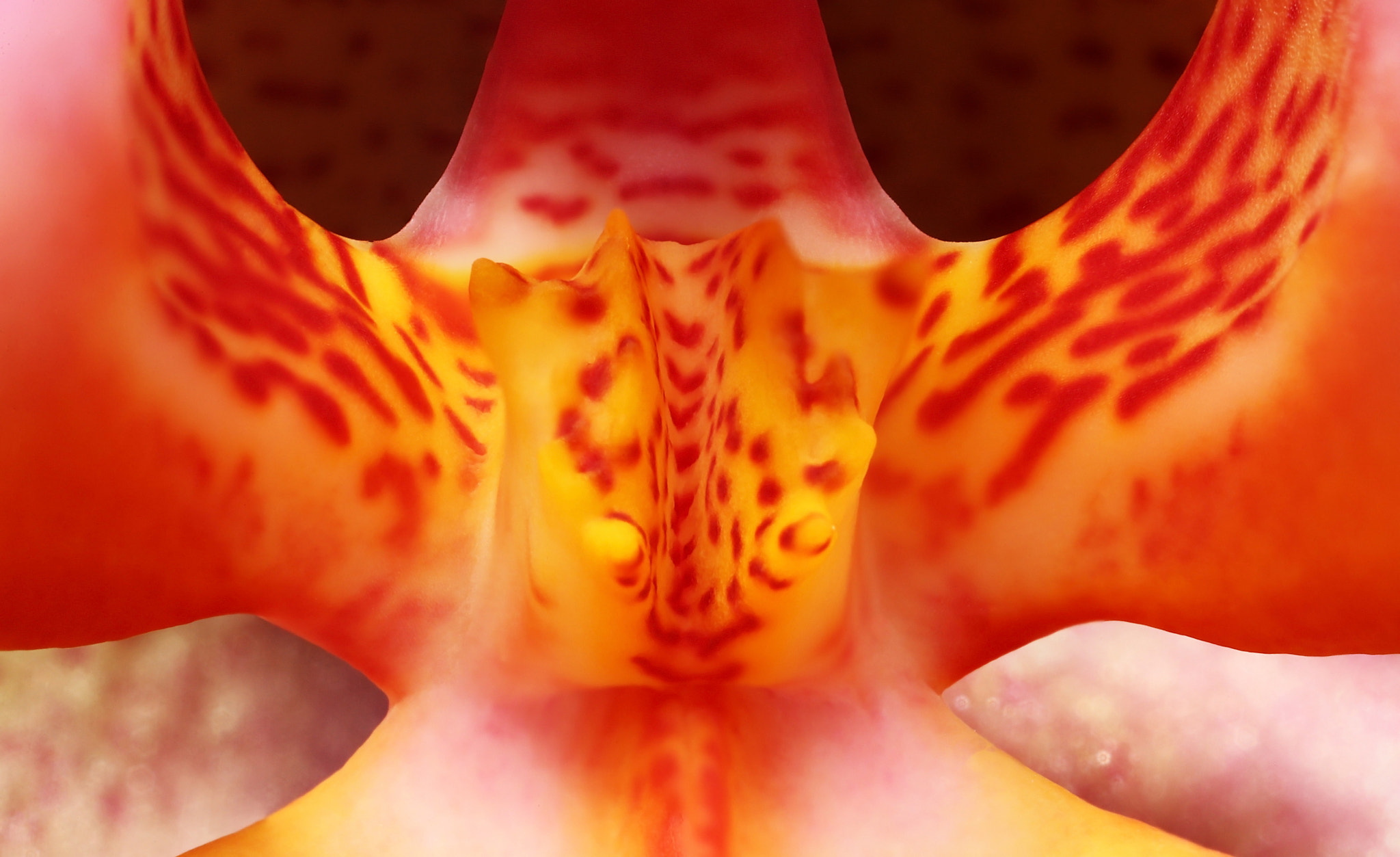 Canon MP-E 65mm F2.5 1-5x Macro Photo sample photo. Orchid photography