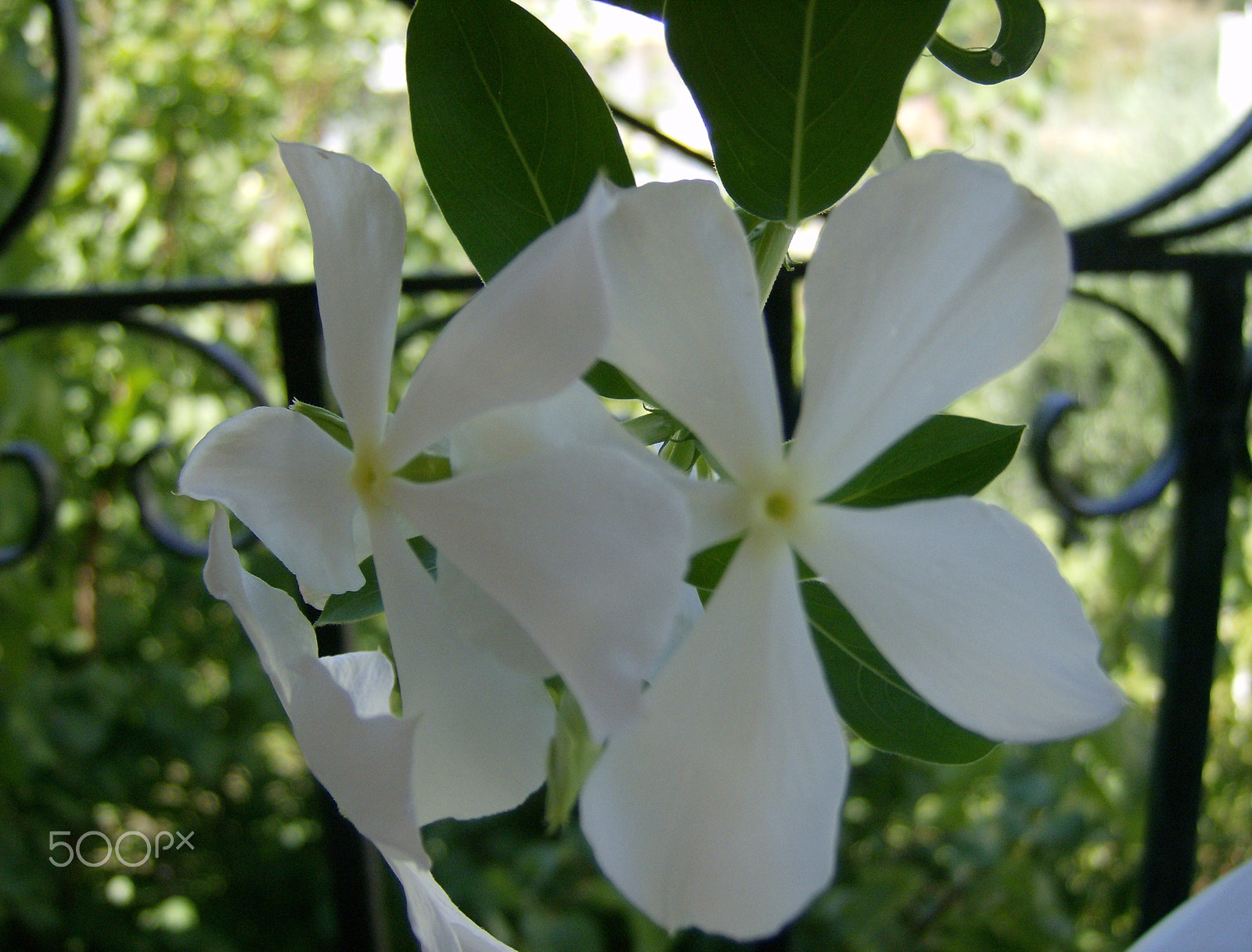 HP Photosmart M527 sample photo. White flower photography