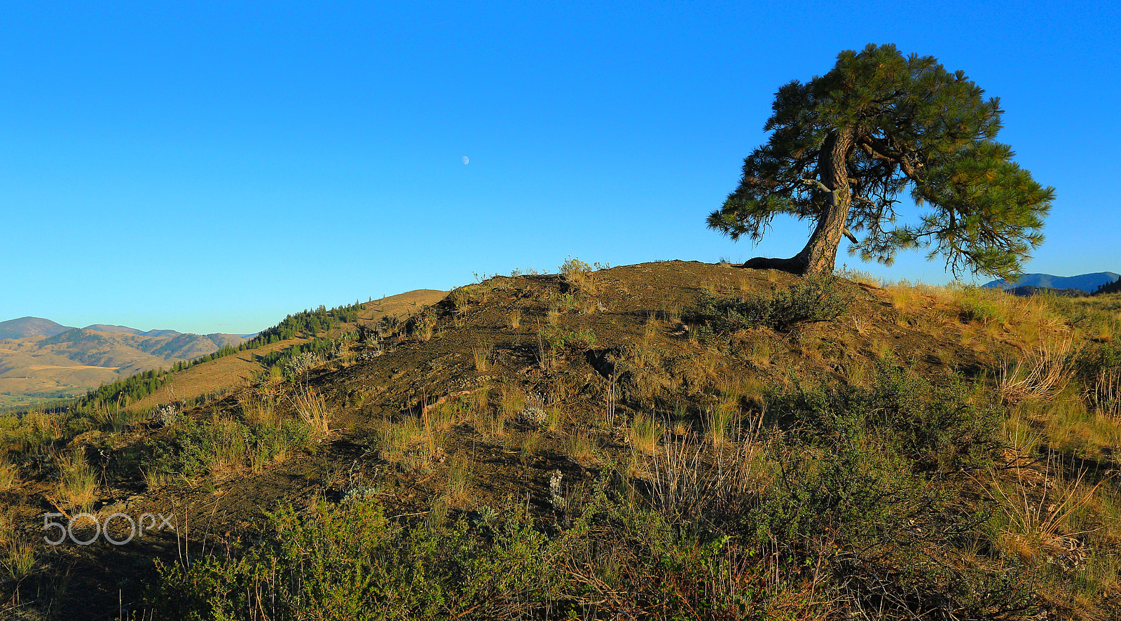 Canon EOS 700D (EOS Rebel T5i / EOS Kiss X7i) + Canon EF 17-40mm F4L USM sample photo. Windswept -ponderosa pine photography