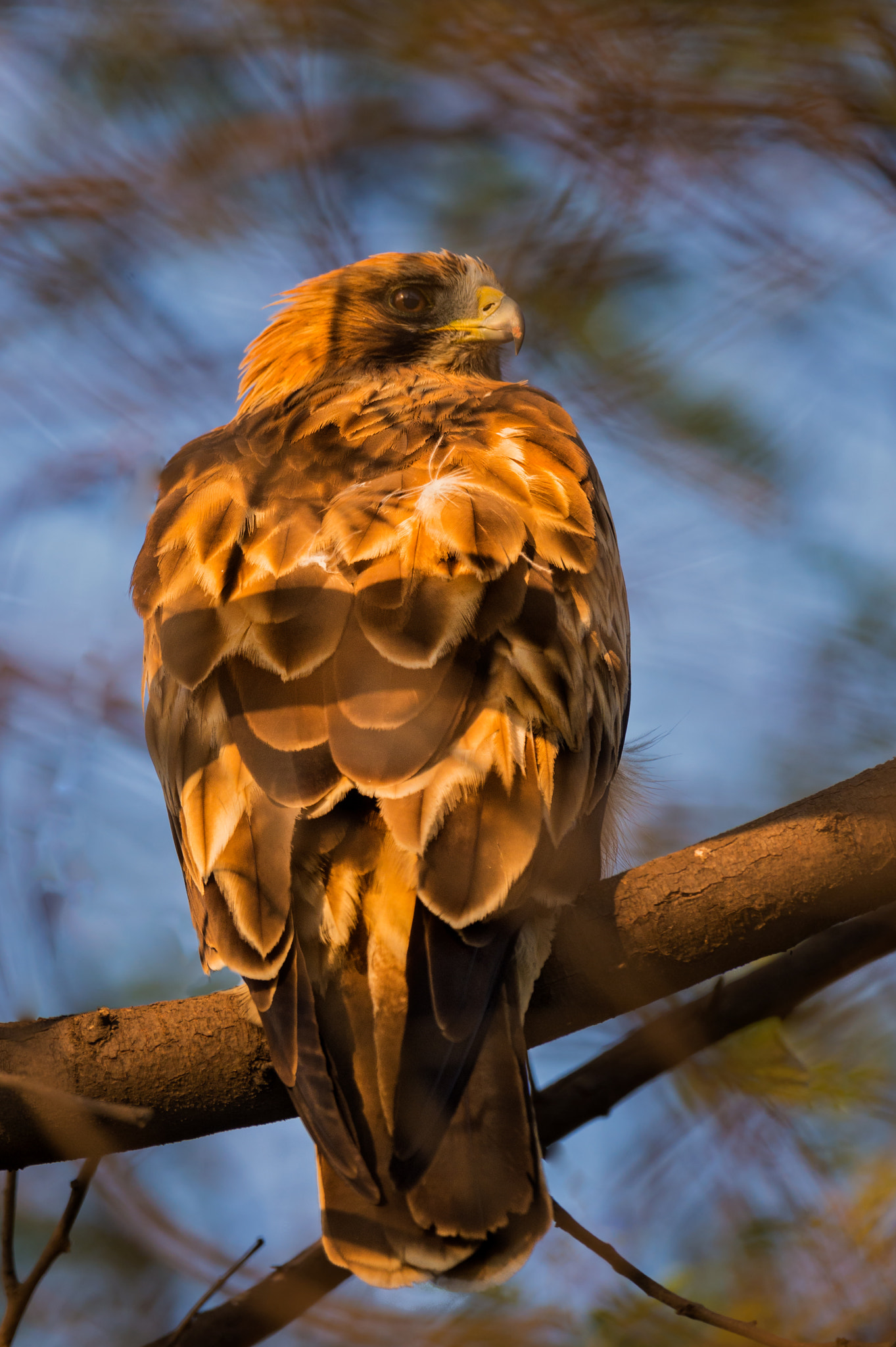 Nikon AF-S Nikkor 800mm F5.6E FL ED VR sample photo. Indian spotted eagle photography