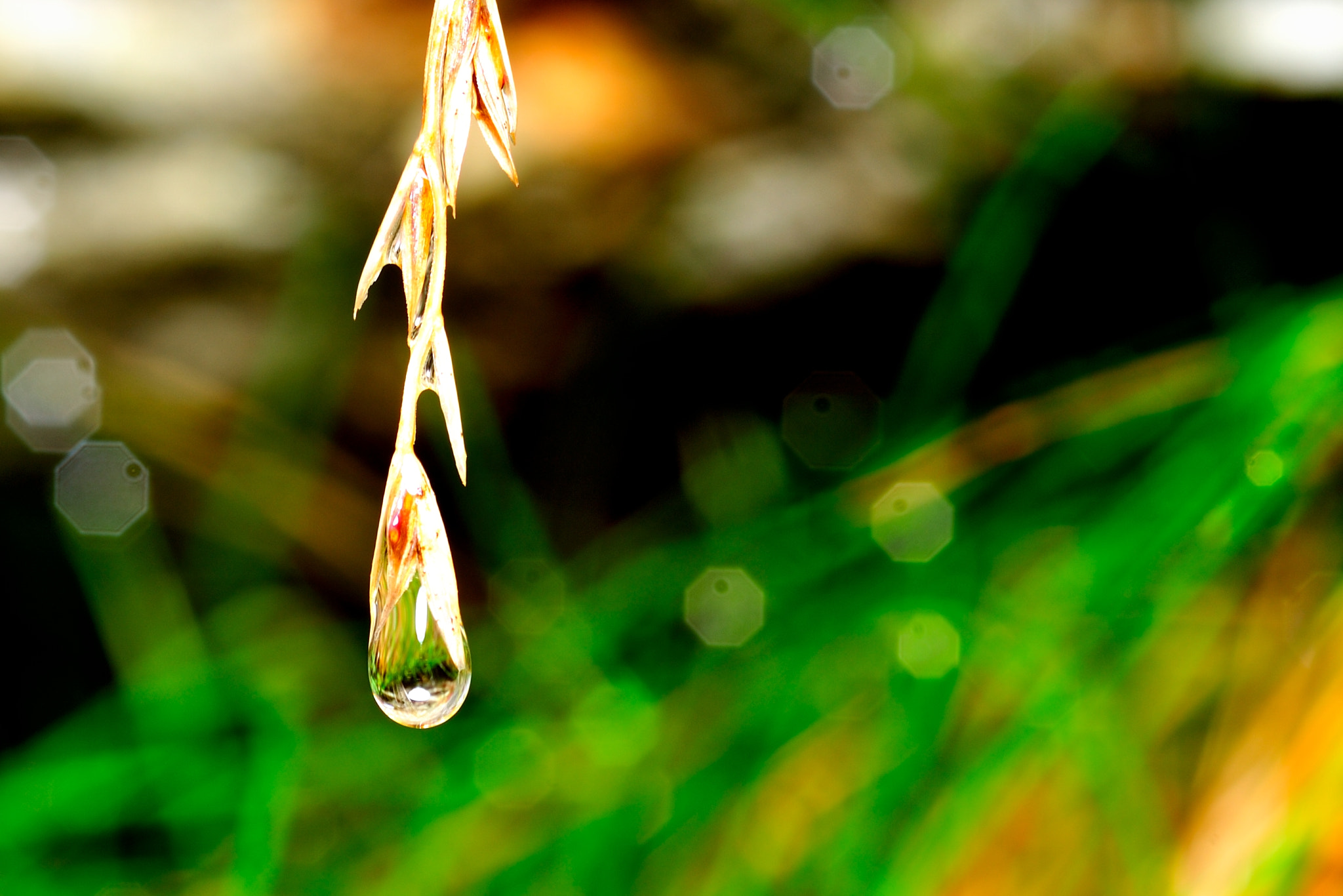 Nikon D700 + Sigma 105mm F2.8 EX DG Macro sample photo. After the rain photography