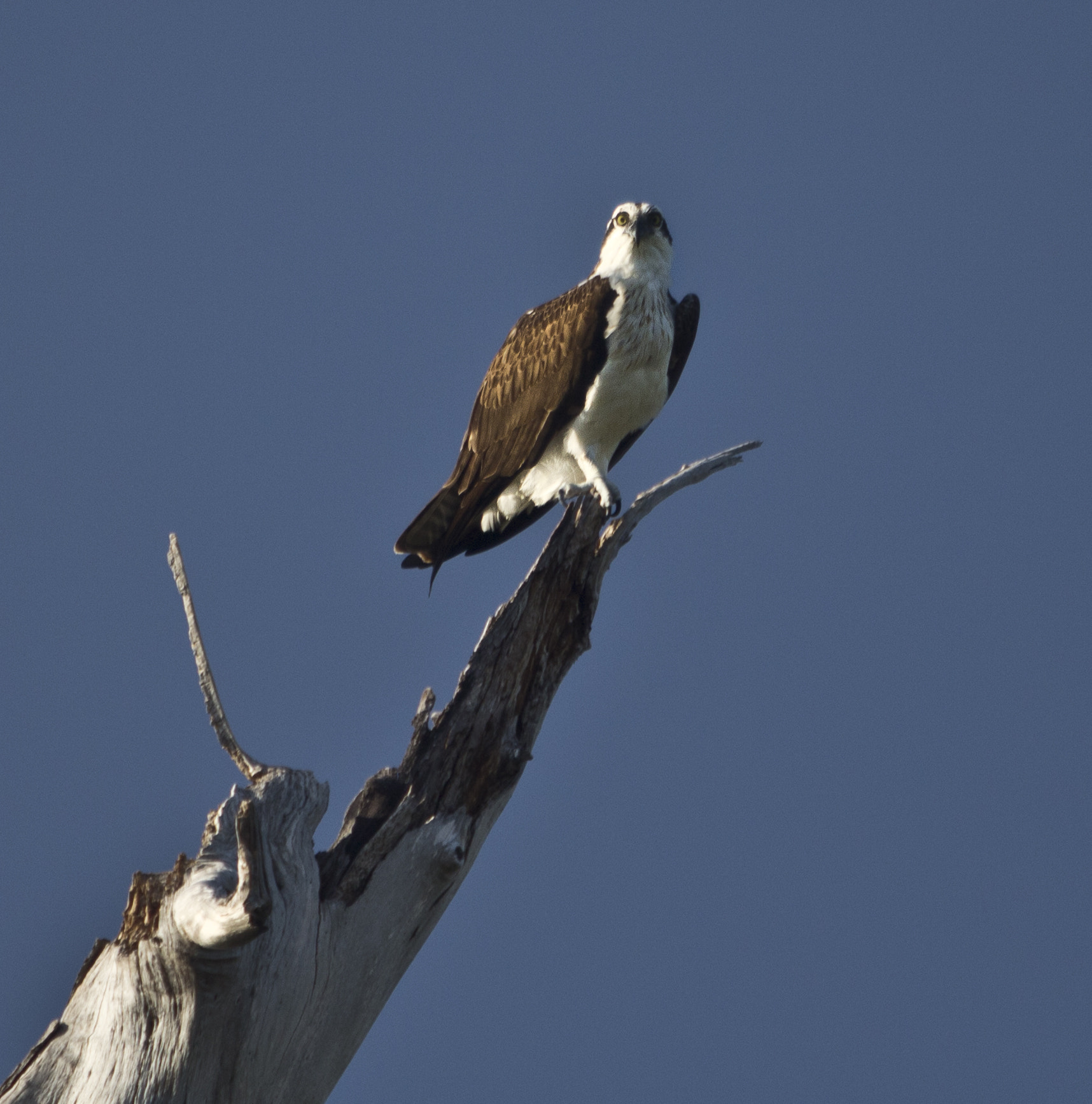 Canon EF 70-200mm F2.8L USM sample photo. Osprey searching for the next prey photography