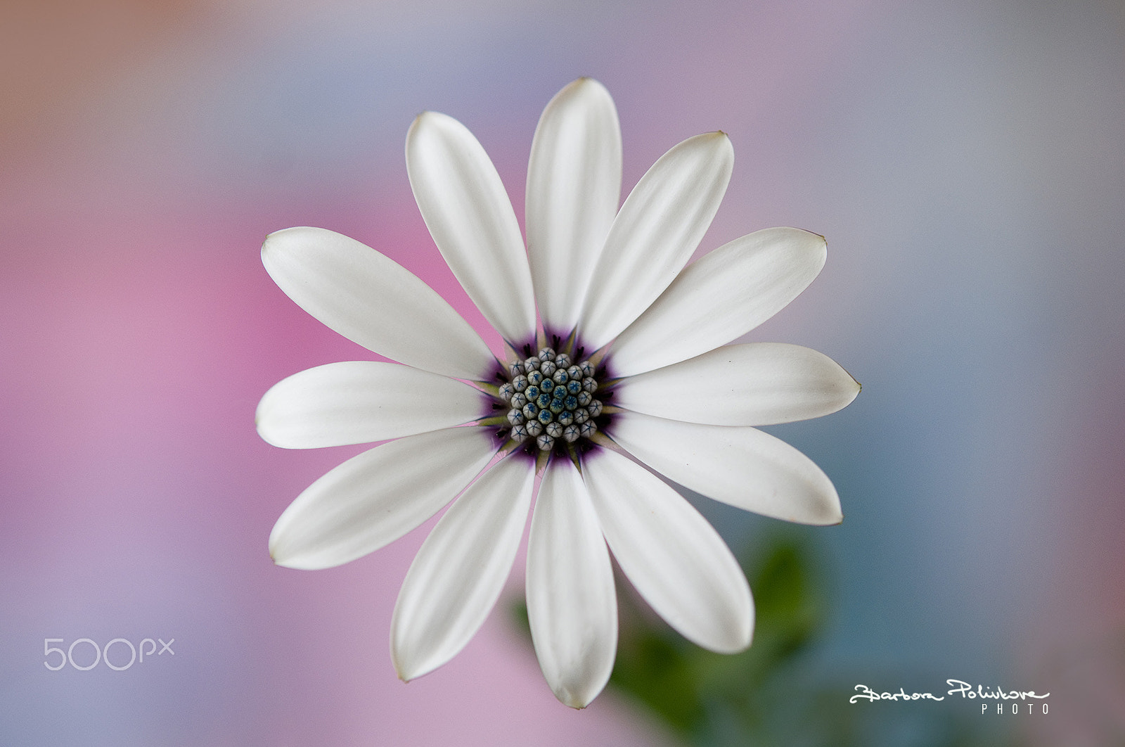 Nikon AF-S Micro-Nikkor 60mm F2.8G ED sample photo. Simply simple photography