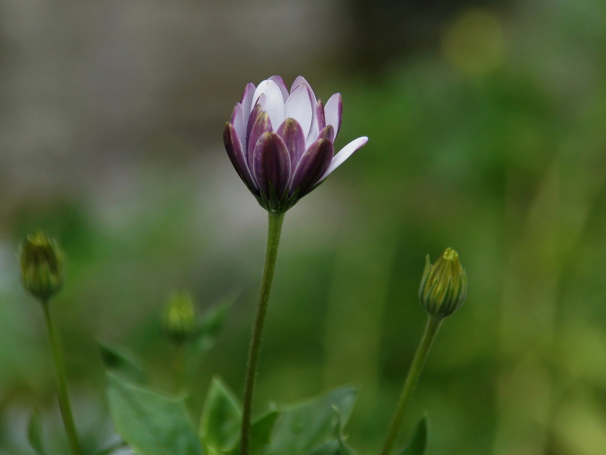 Sony Alpha DSLR-A450 sample photo. Flower photography