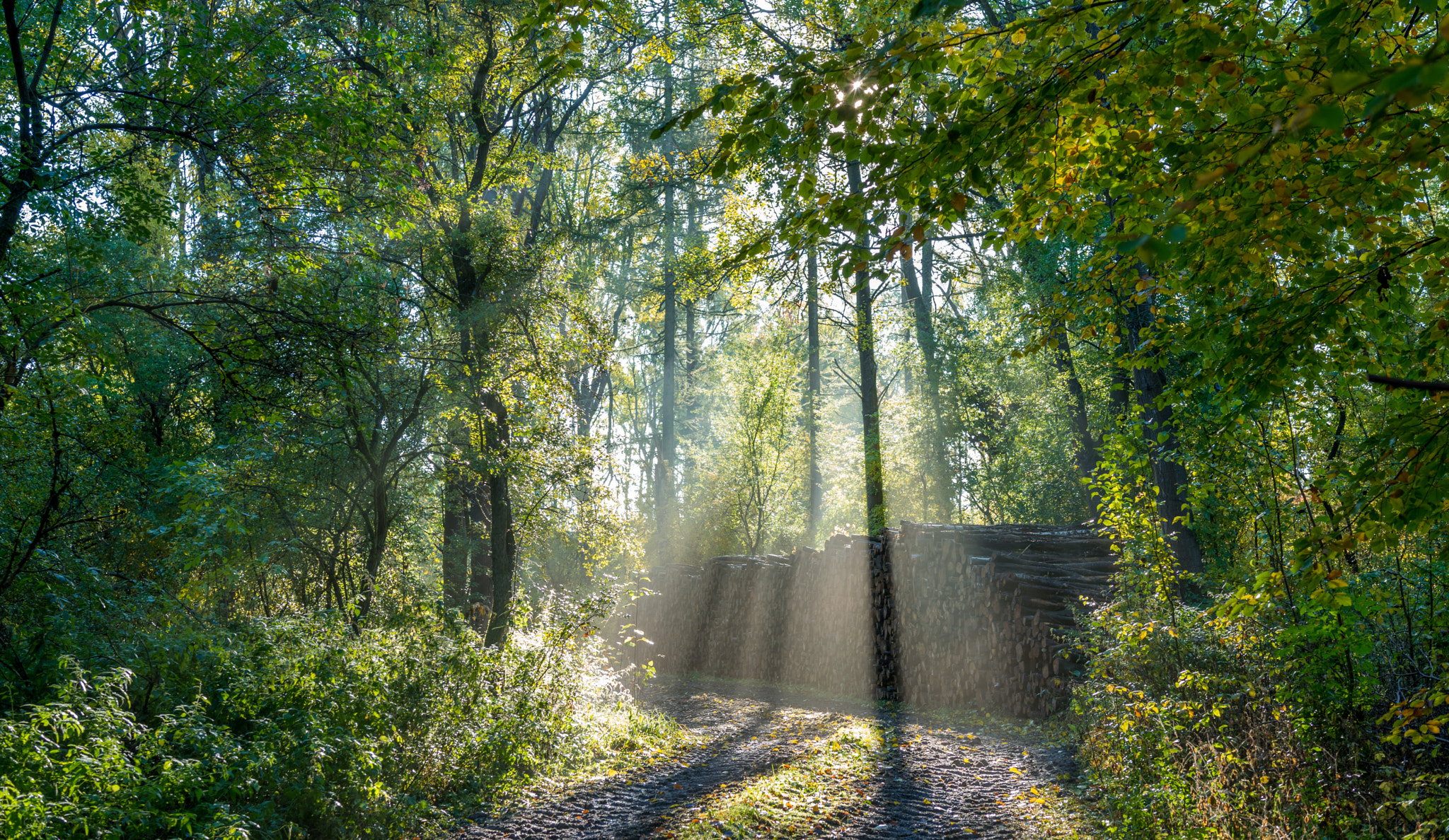 Nikon D3300 + Sigma 18-35mm F1.8 DC HSM Art sample photo. Foggy autumn day photography